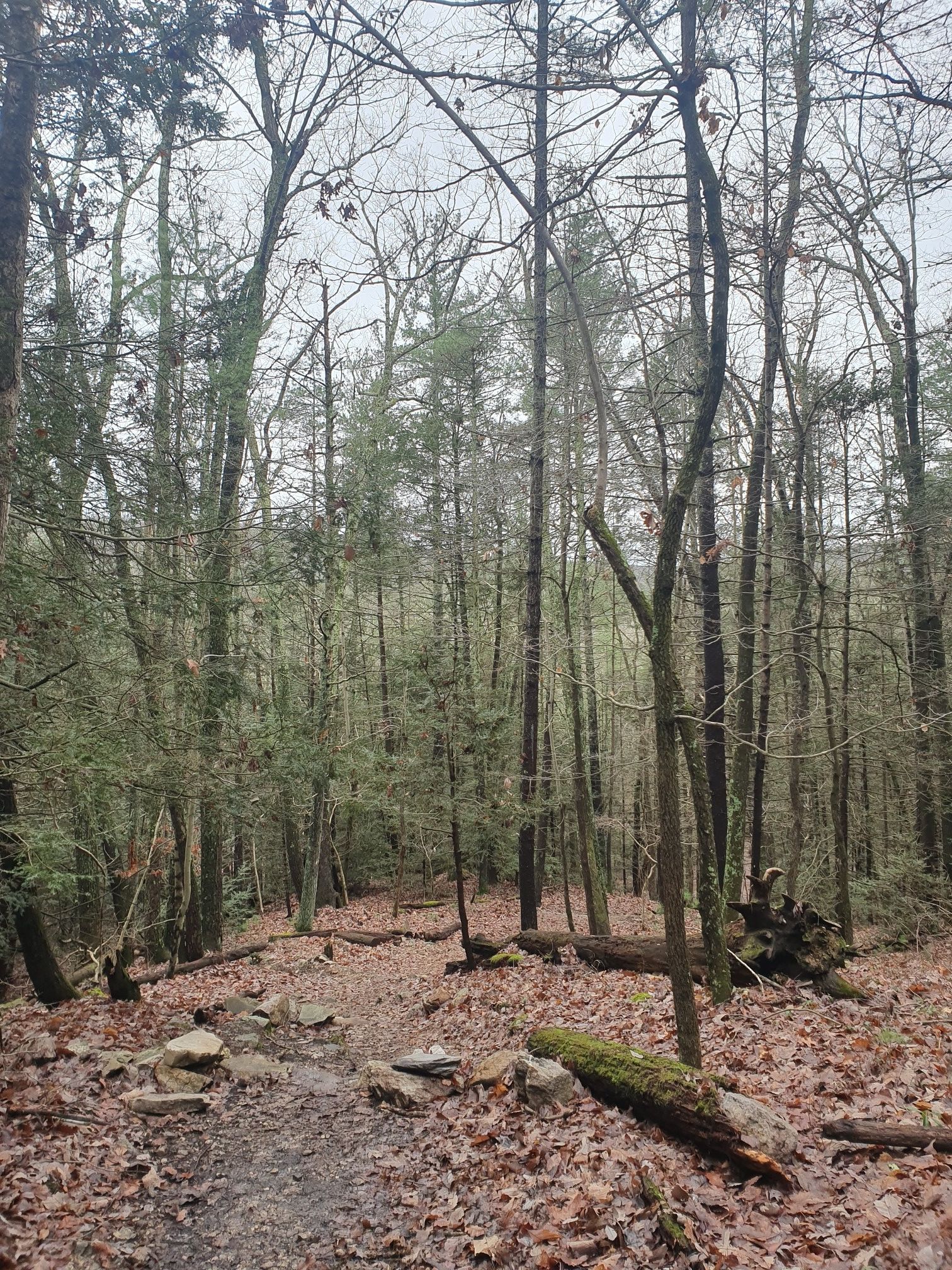 A rocky forest path winds through tall, bare trees under an overcast sky. - Appalachian Trail to Quarry Gap Hill