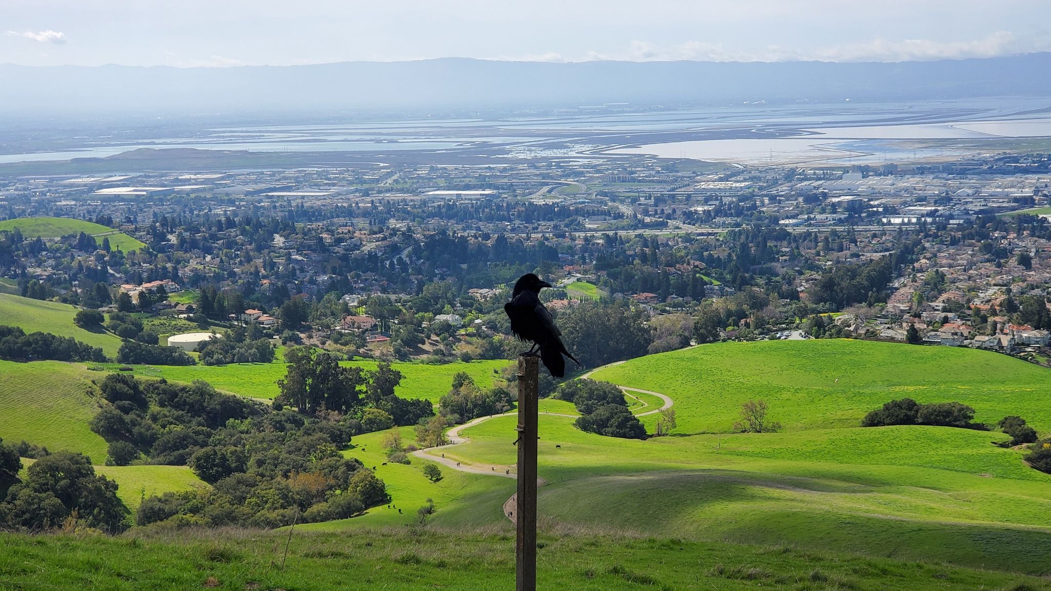 A black bird perches on a pole overlooking green hills and a distant city. - Hidden Valley Trail
