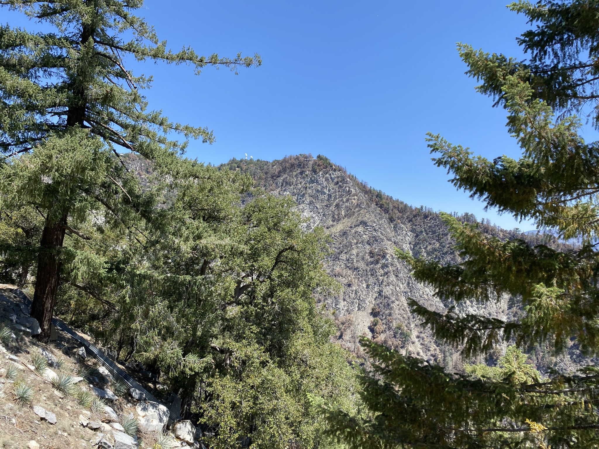 A rugged, rocky mountain peak covered in sparse trees under a bright blue sky. - Mount Wilson Toll Road