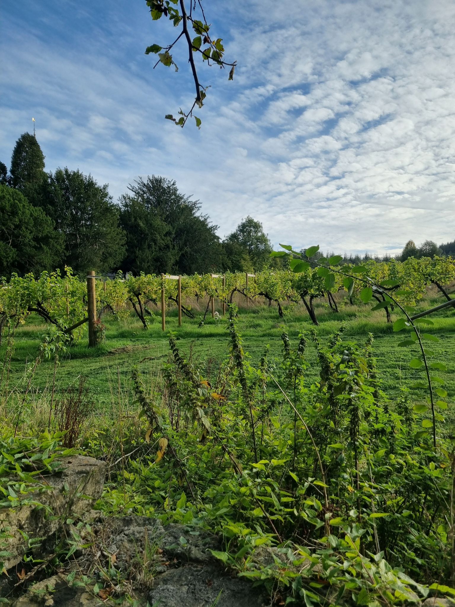 Vineyard at Fonthill Gifford