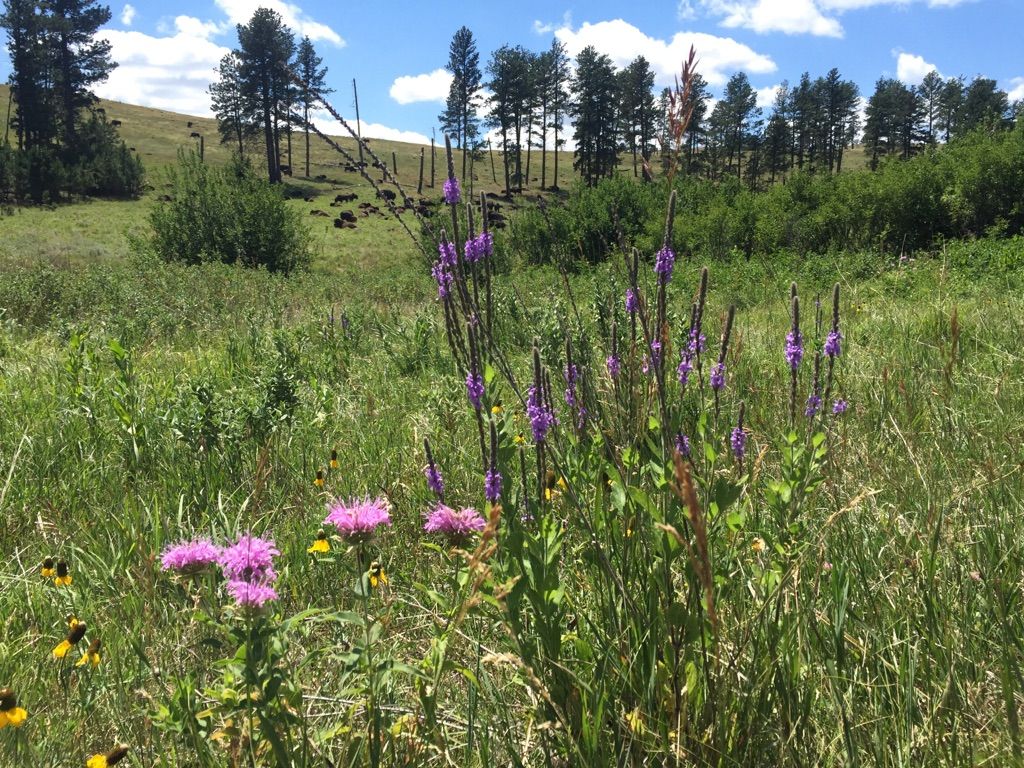 Vibrant purple and yellow wildflowers blooming in a sunny green meadow. - Custer State Park Wildlife Scenic Byway