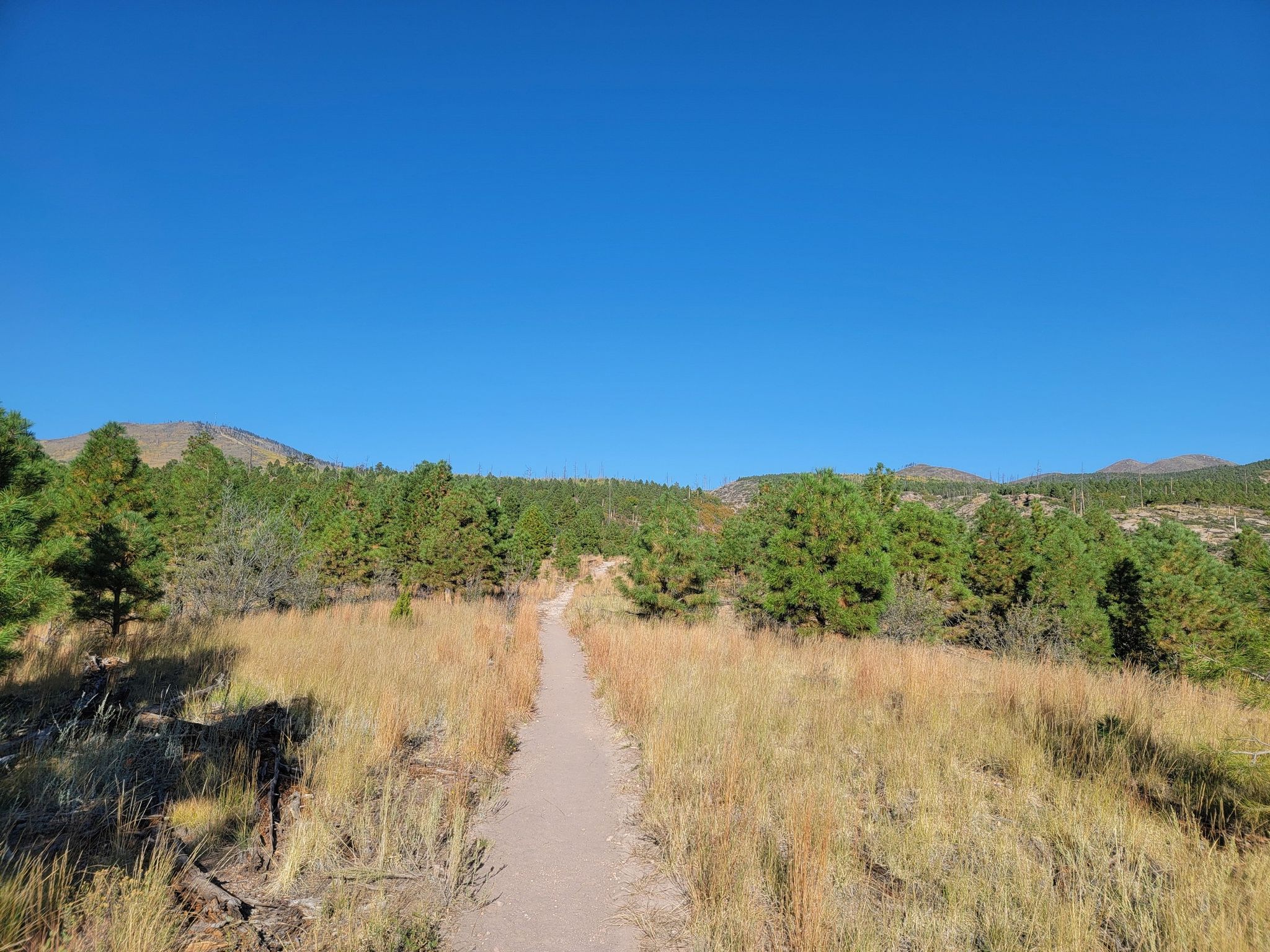 A dirt path through dry grass and pine trees under a clear blue sky. - Quemazon Trail and Pipeline Road Loop