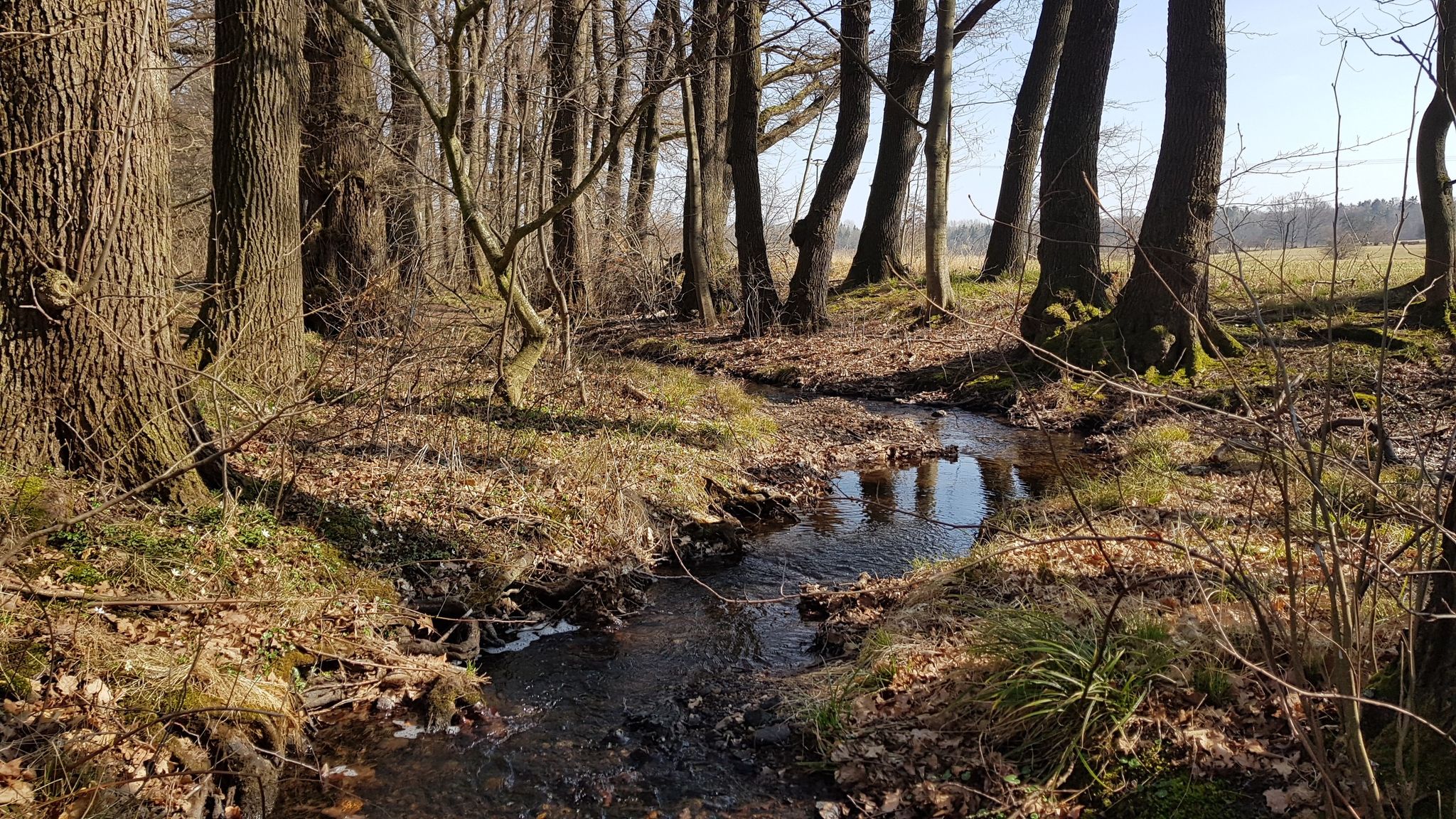 Der Kohlbach schlängelt sich in Richtung Rasenteich