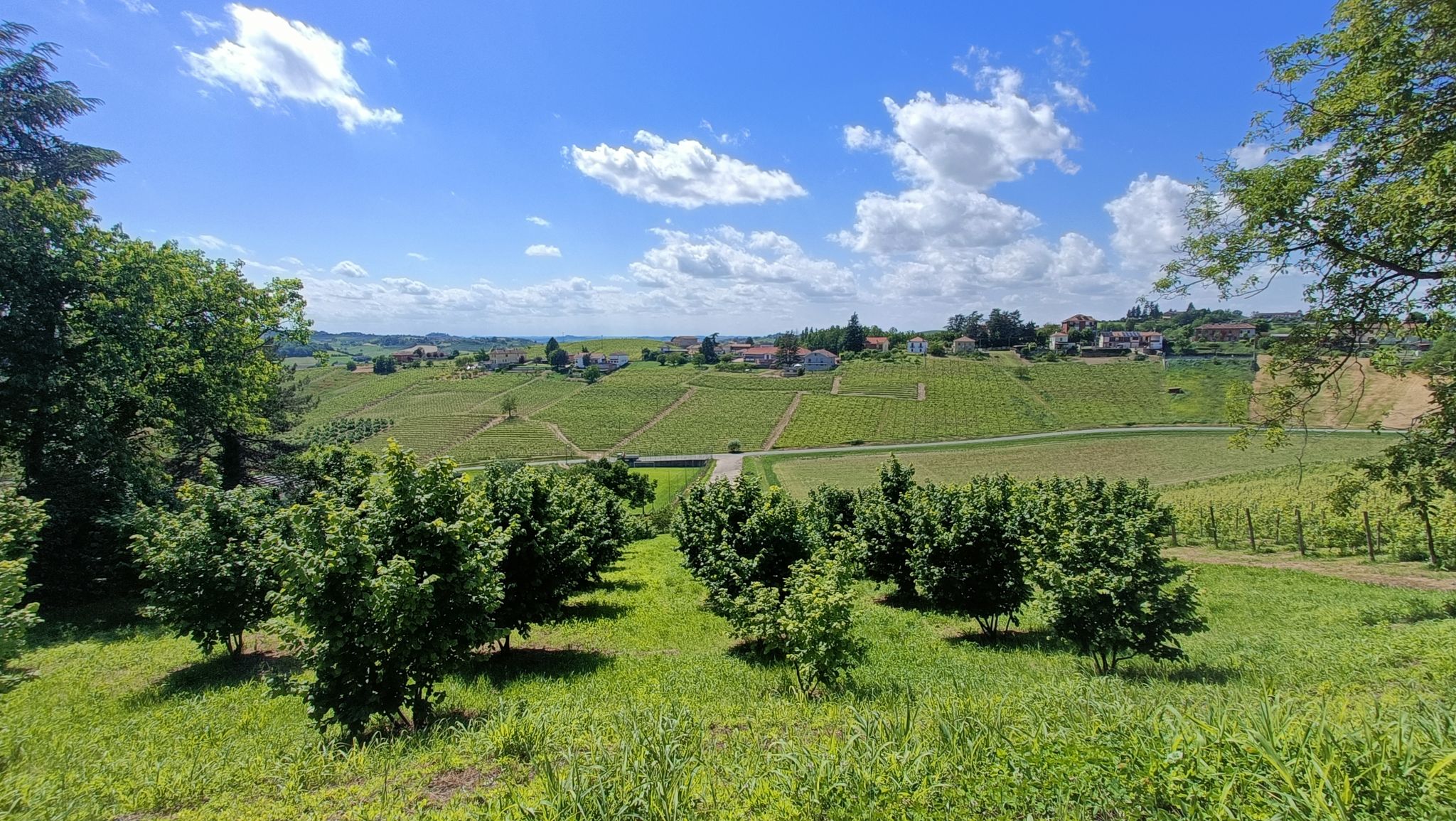 Paesaggi nel Monferrato.