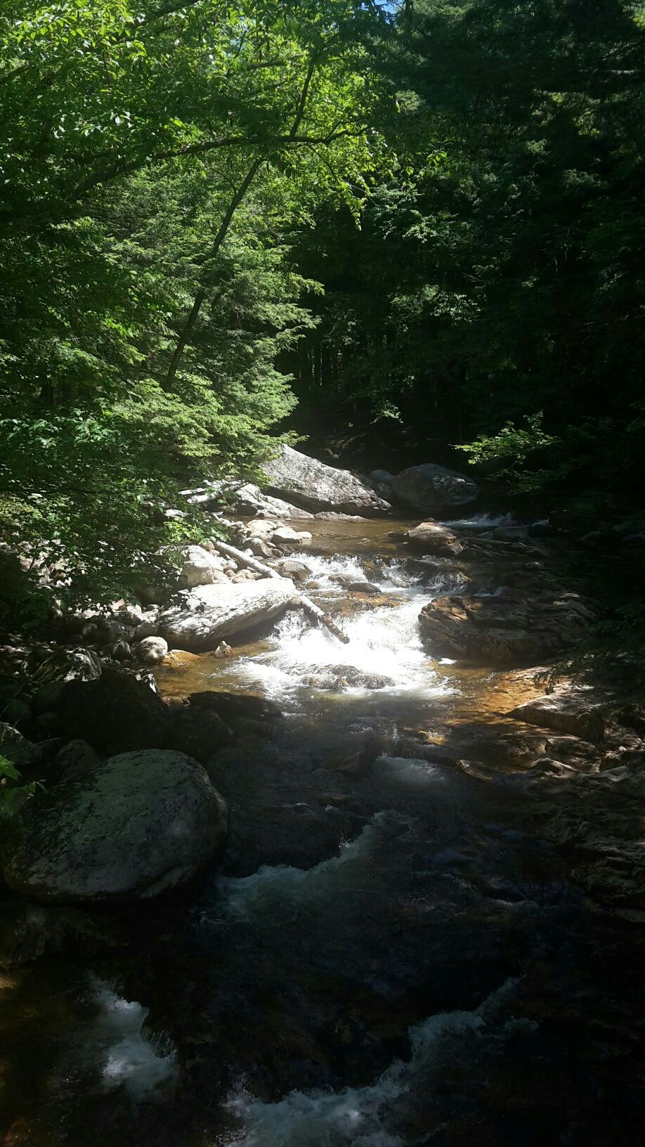 A sun-dappled rocky stream winds through a lush, dark forest. - Rattlesnake Cliffs Trail