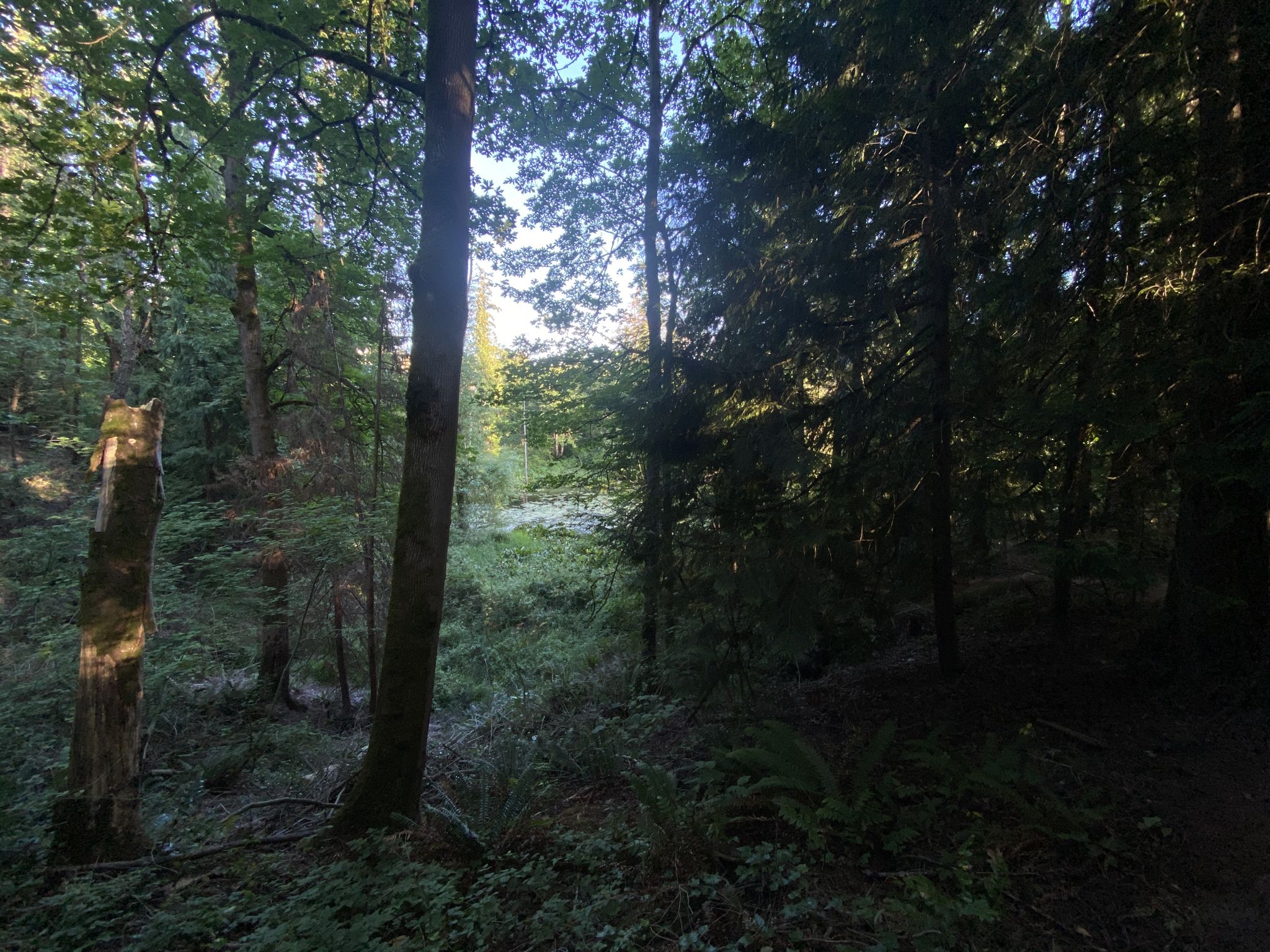 Dappled sunlight illuminates a dense forest with a bright clearing in the distance. - Cedar Mill Creek Greenway loop from Cedar Mill