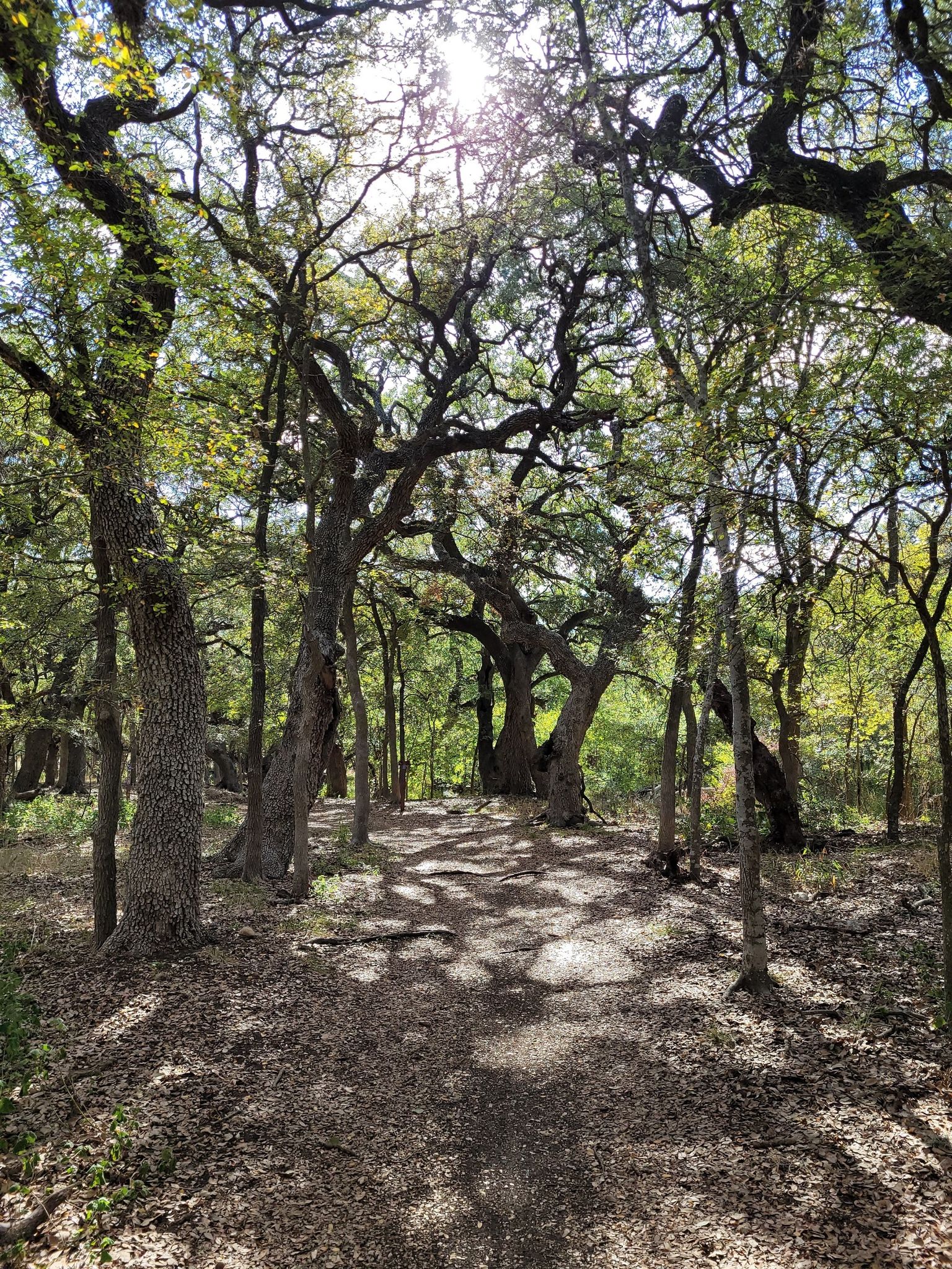 A sun-dappled forest path winds through ancient, gnarled trees. - Red Trail – McAllister Park loop from Jerry Comalander Stadium