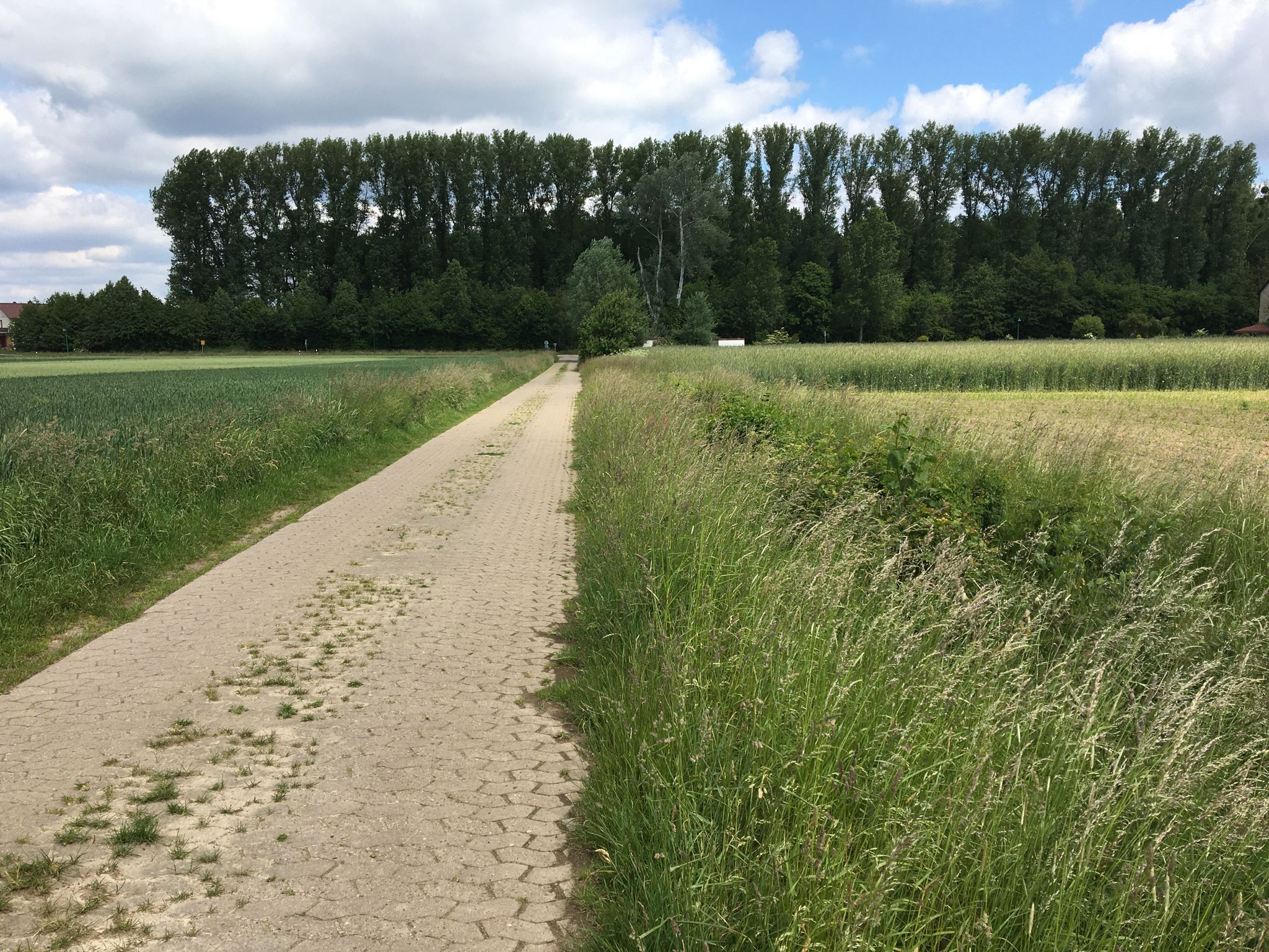 Station 4: Kompensationsmaßnahme doppelreihige Hecke