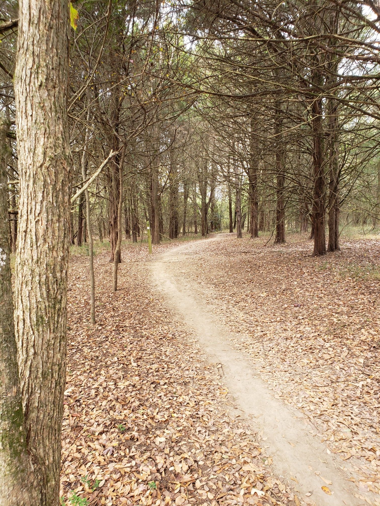 A narrow dirt path through a forest with bare trees and fallen leaves. - Tour de Wolf Trail Loop