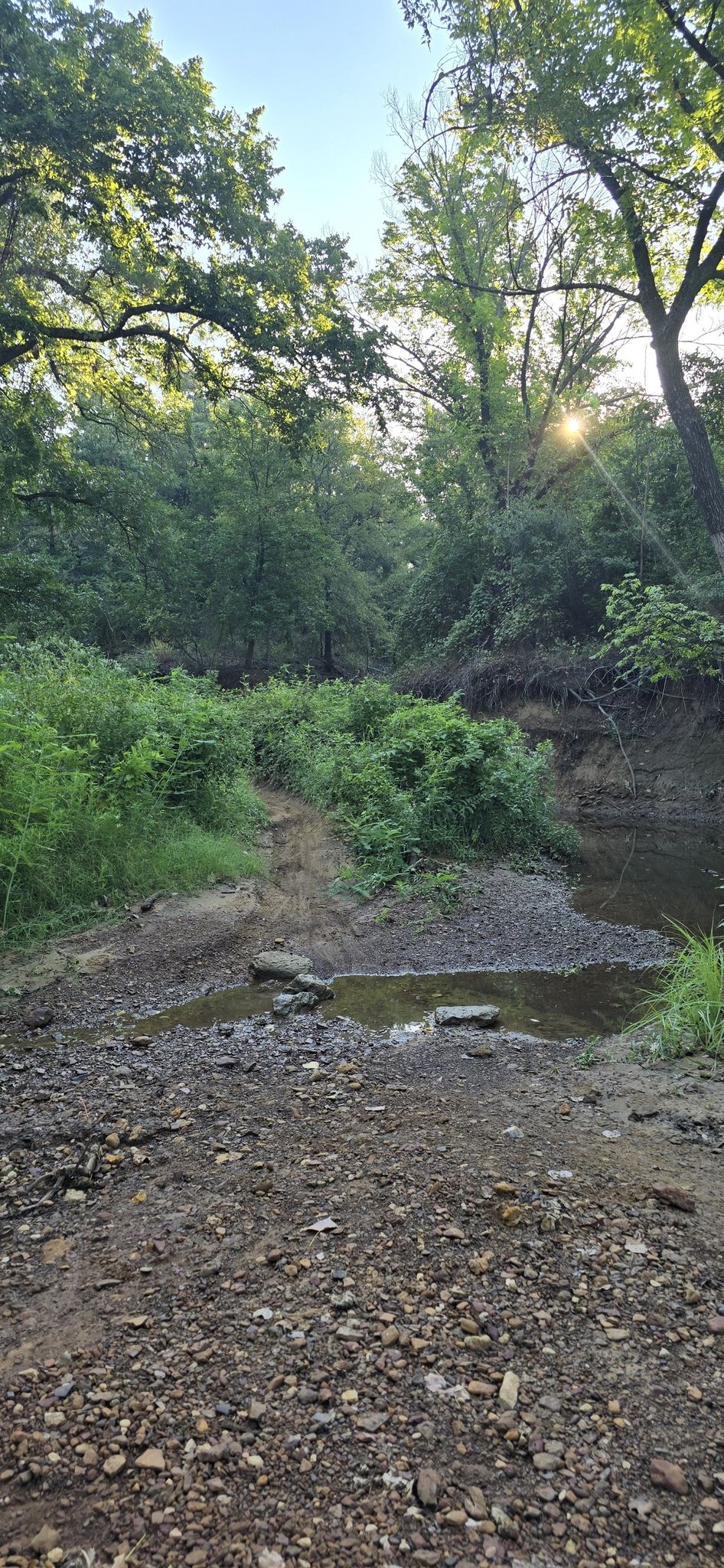 Dirt path leading to a shallow stream crossing in a green forest. - Bike loop from MADD Shelter