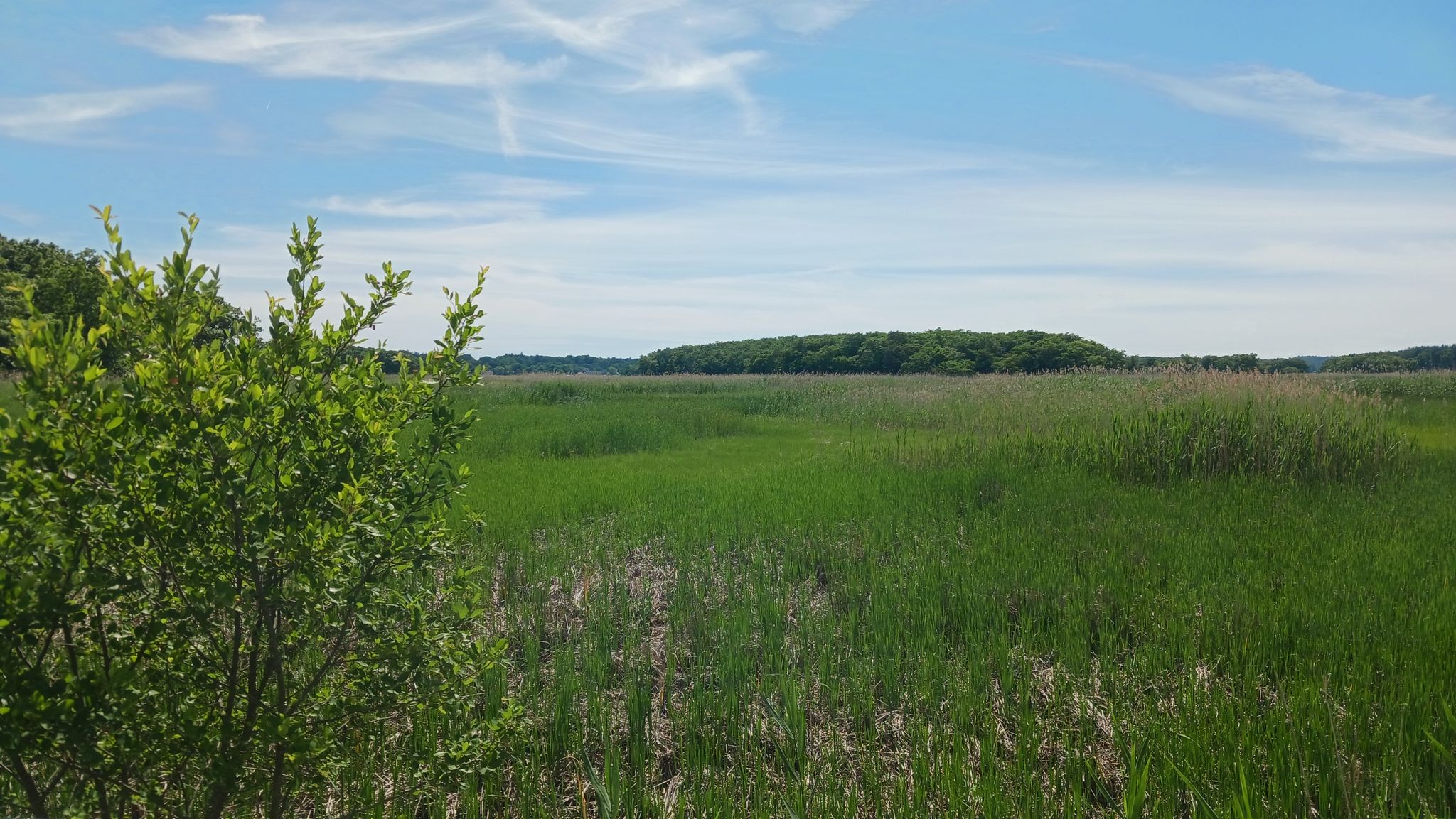 Vast green marshland with tall grasses and distant trees under a blue sky. - Hampton Harbor – Gillis Bridge loop from Hampton Beach