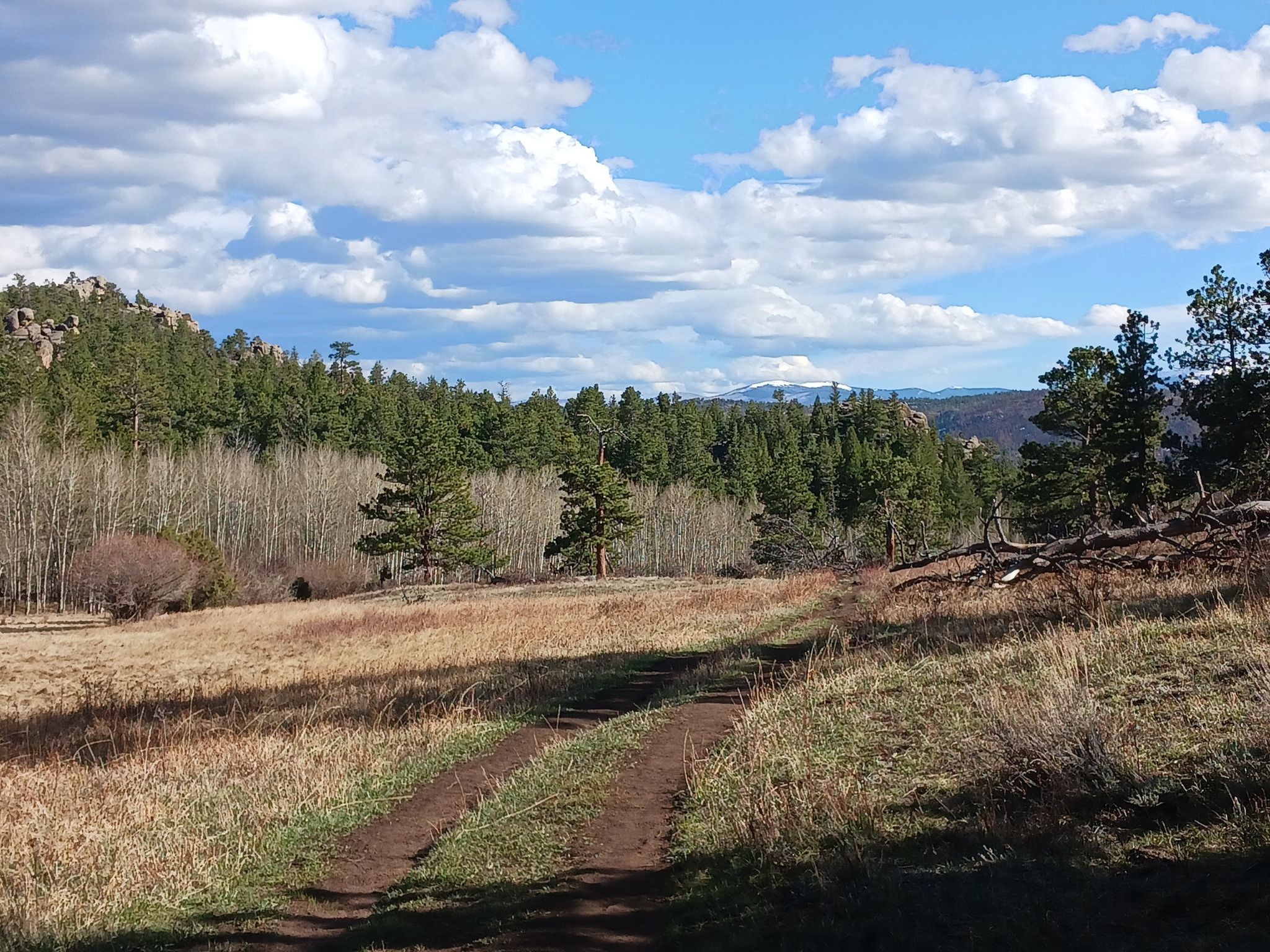 Dirt path forks in sunlit grassy field, bordered by dense forest under cloudy sky. - Lady Moon Trail Loop