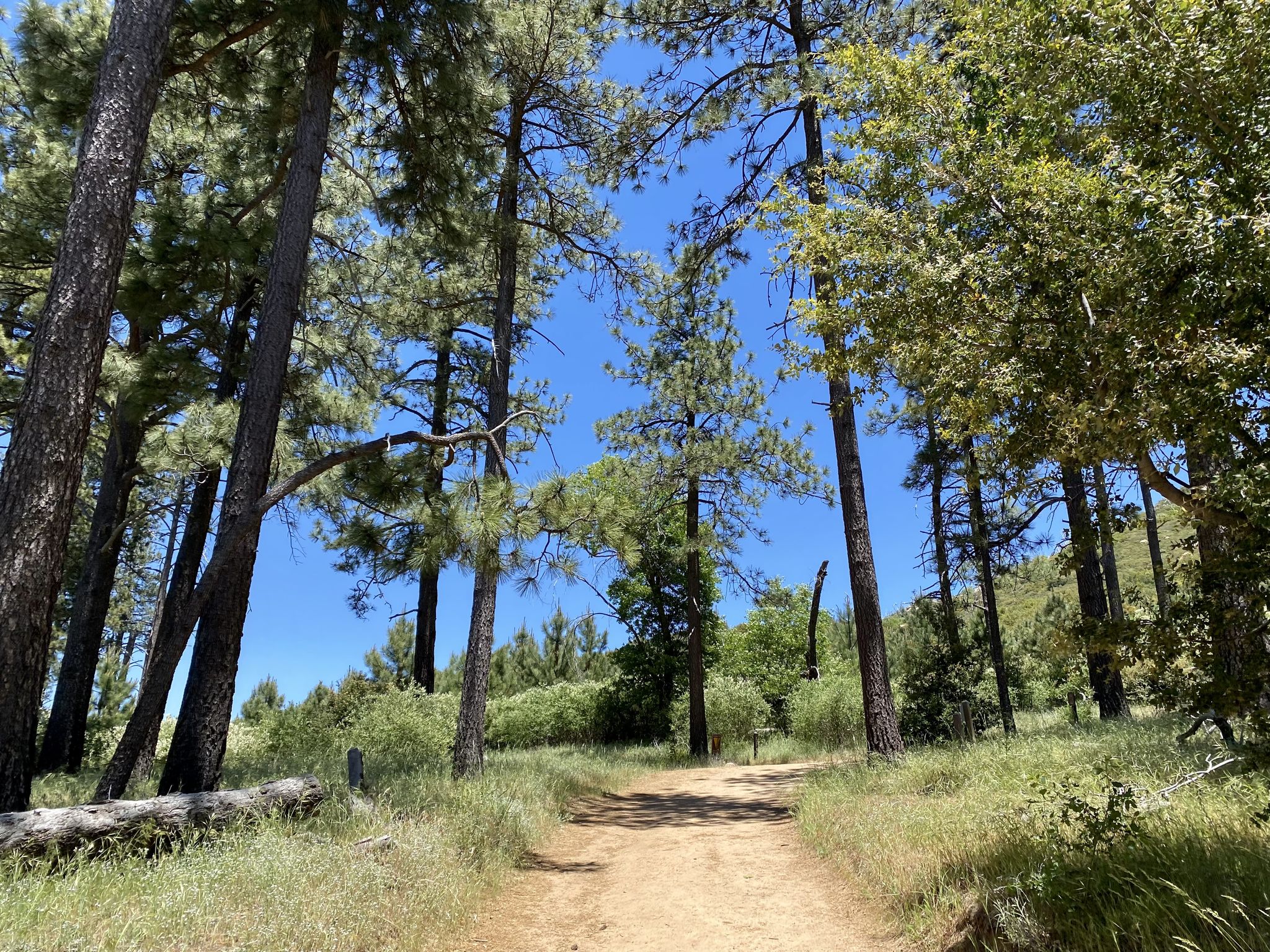 Dirt path through a sunlit forest of tall pine trees and green undergrowth. - Running loop from Paso Picacho Campground