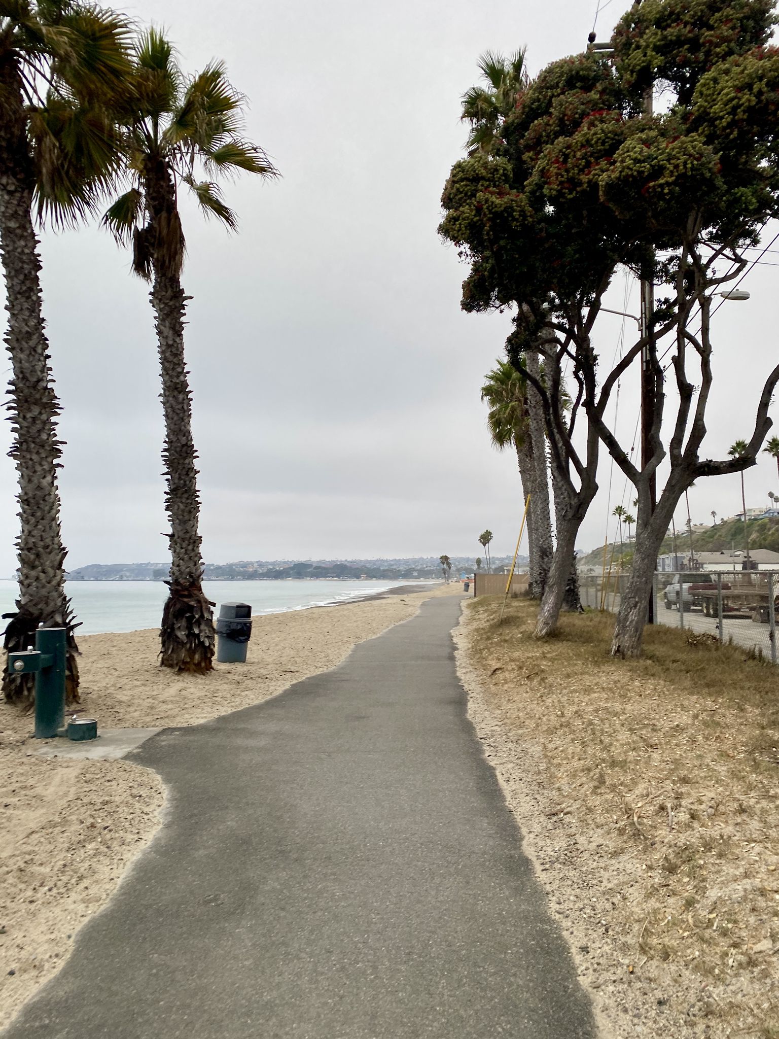 A paved path on a sandy beach lined with palm trees under a cloudy sky. - Doheny Beach Trail