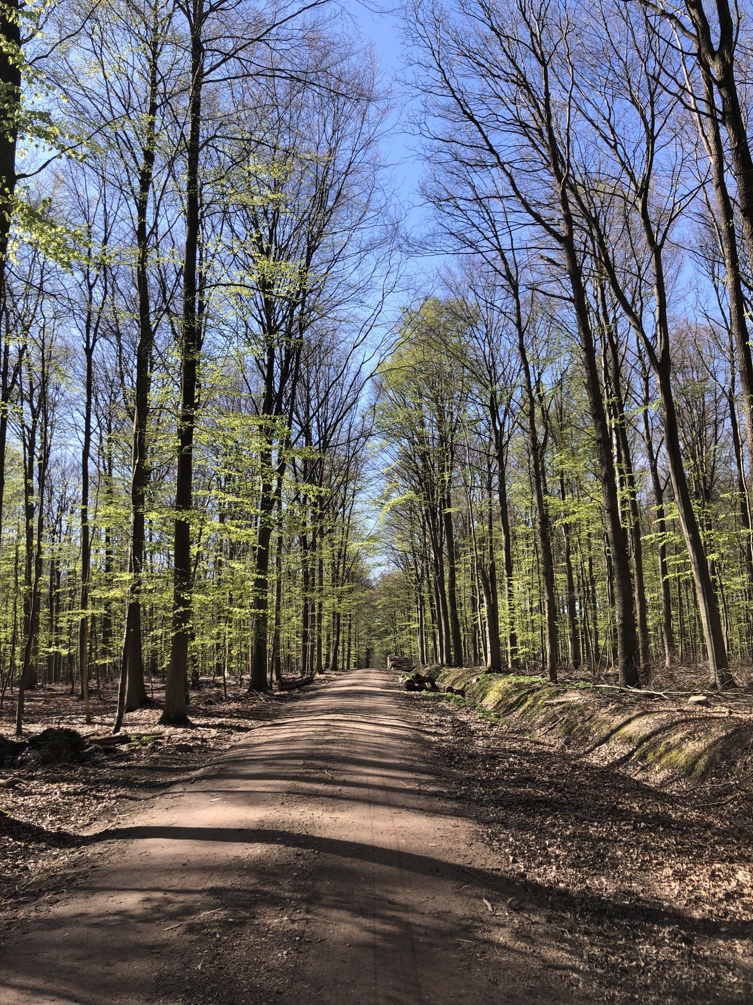 Sachsenwald