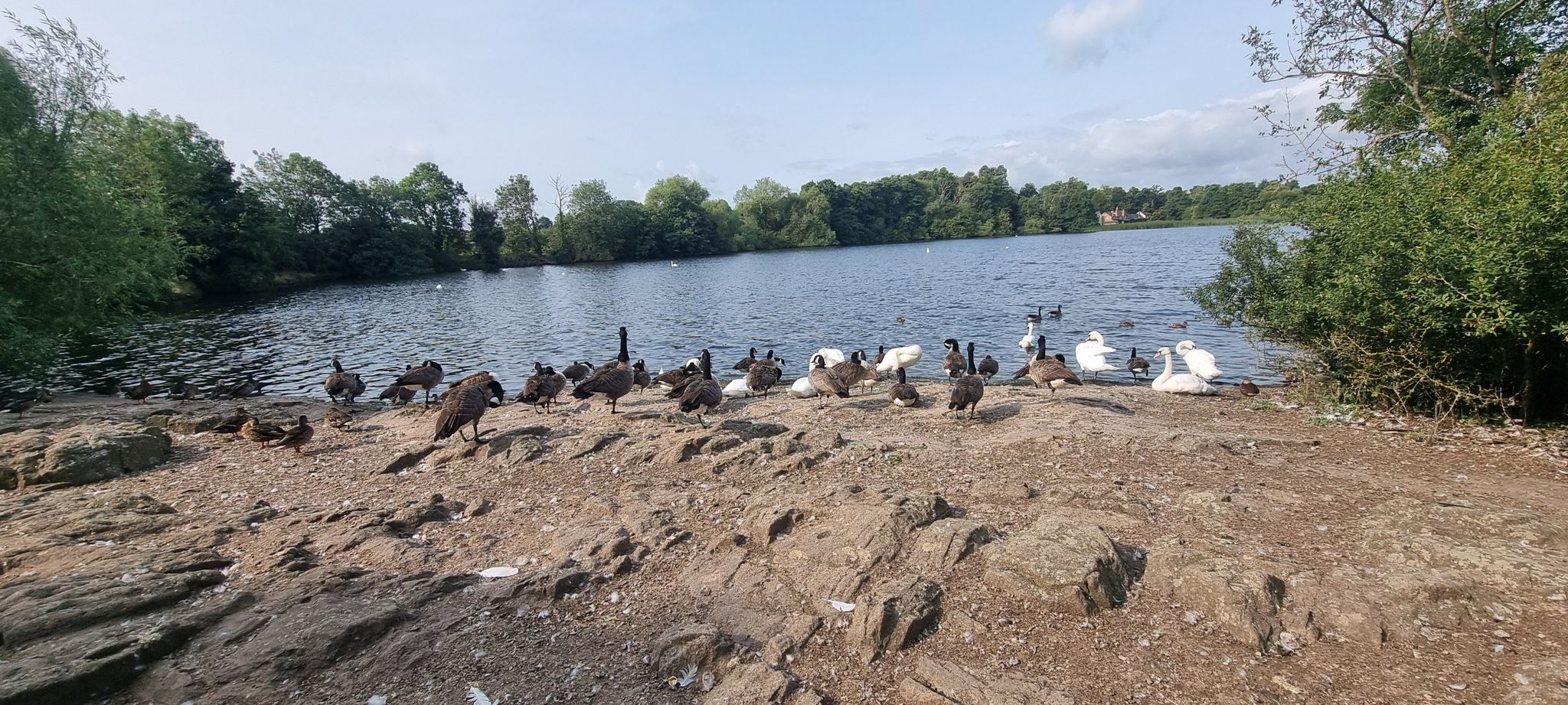 ducks, swans and Canada geess