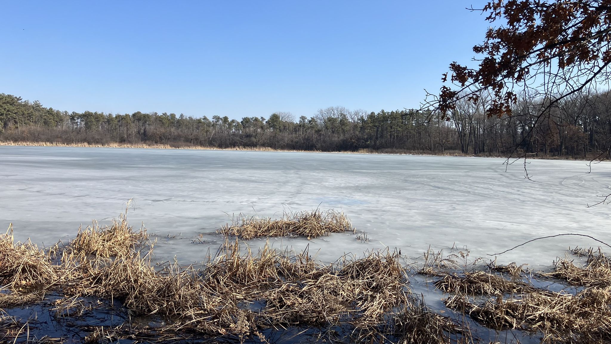 Iced-over lake with dry grass in foreground, surrounded by bare trees. - Waterfall Glen Main Trail