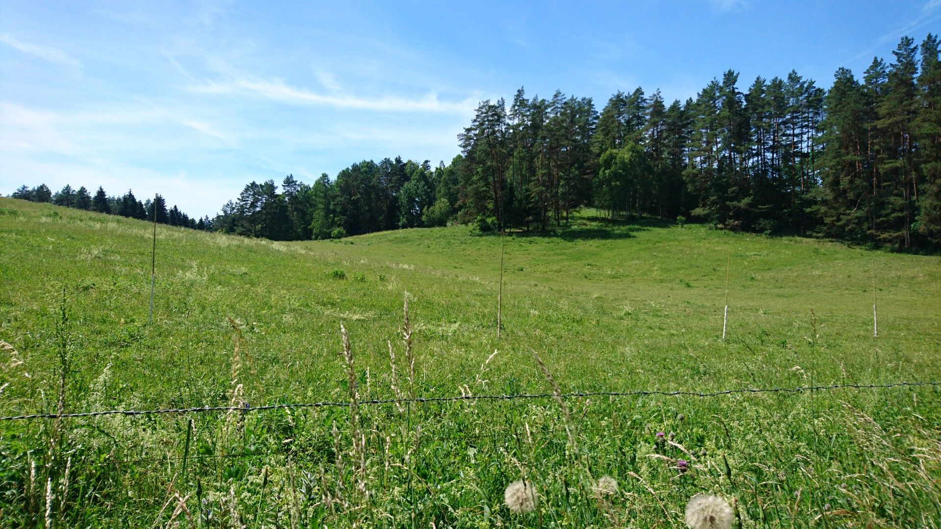 Waldweide