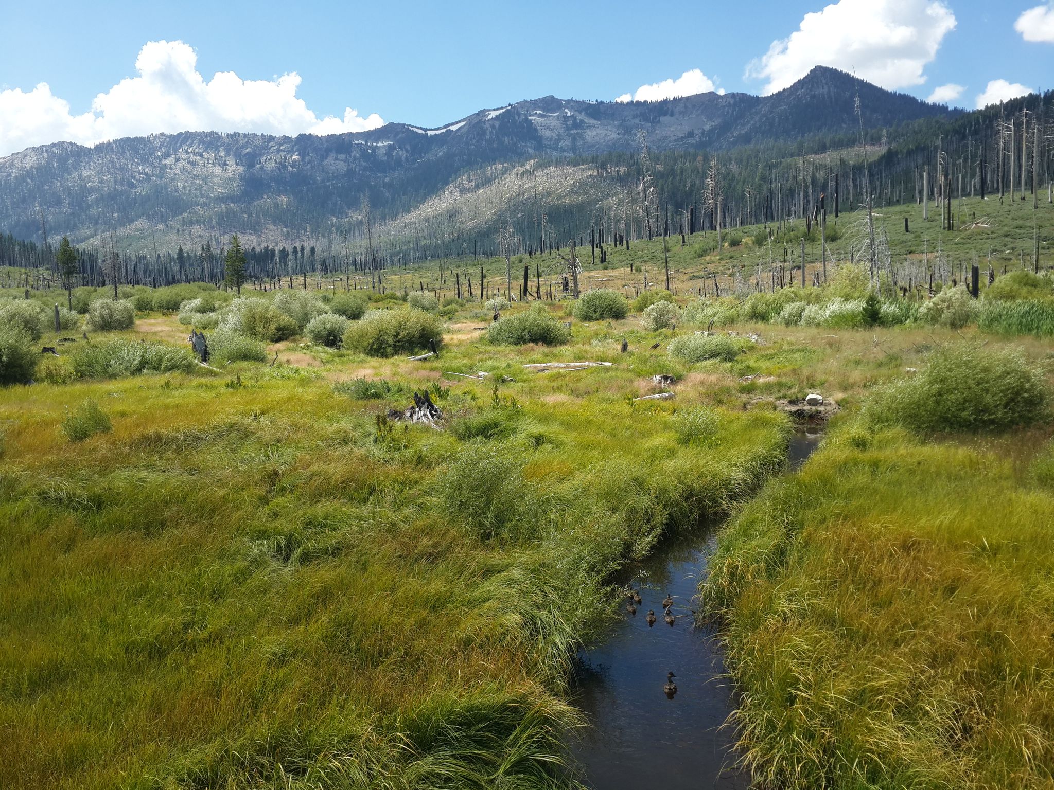 Narrow stream winds through a green meadow with distant mountains and dead trees. - Washoe Meadows and Sawmill Bike Path Loop