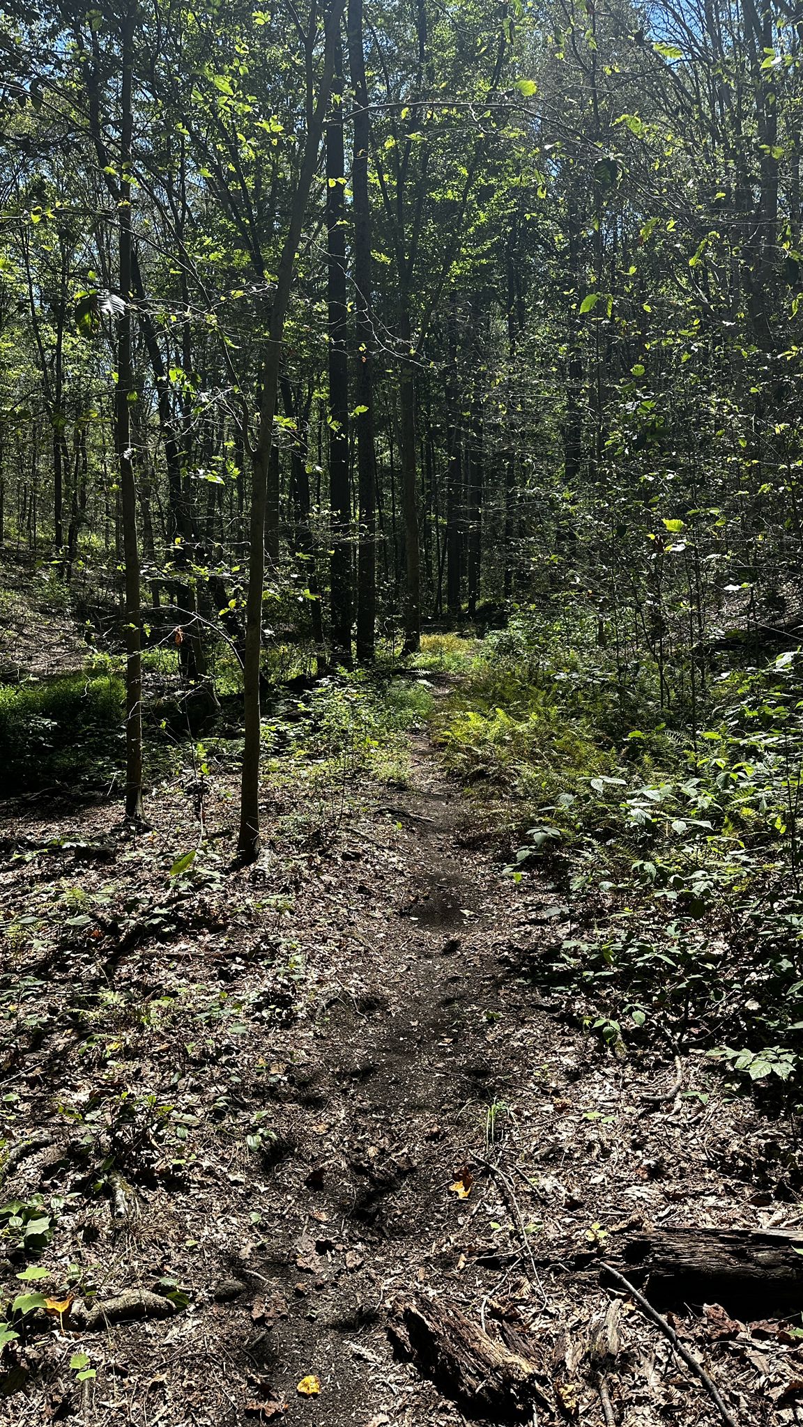 A narrow dirt path winds through a sunlit, dense green forest. - Lewis Morris County Park – Sunrise Lake loop from Mendham