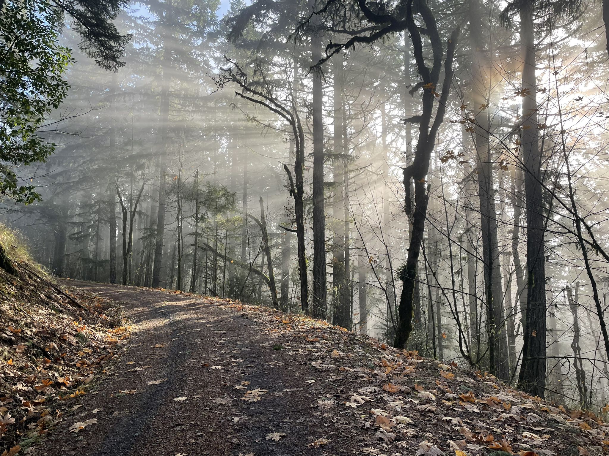 A misty forest path with sunbeams shining through tall trees and fallen leaves. - Dimple Hill via Harry R. Patterson Road