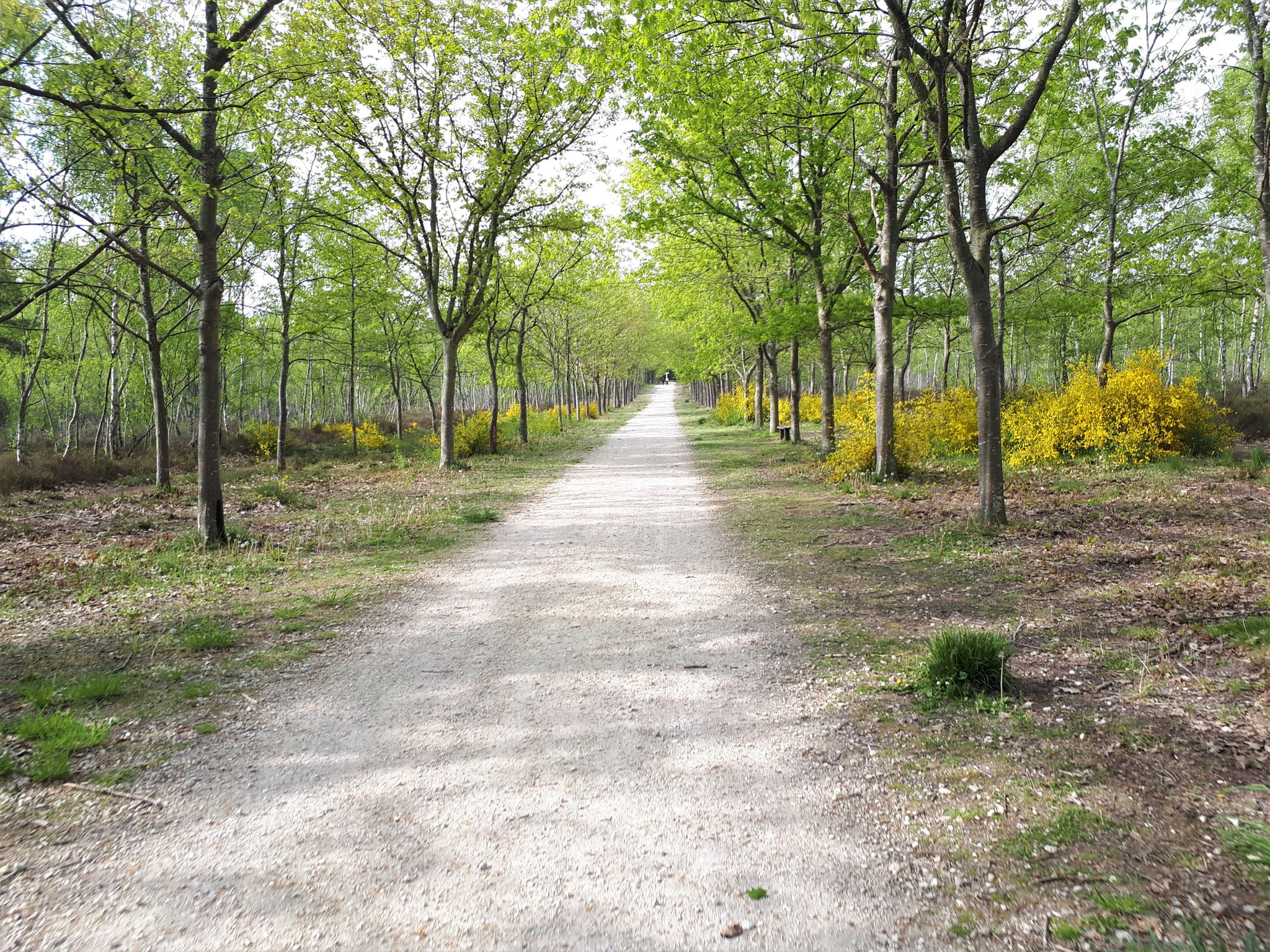 1ere ligne droite en foret d Angervilliers