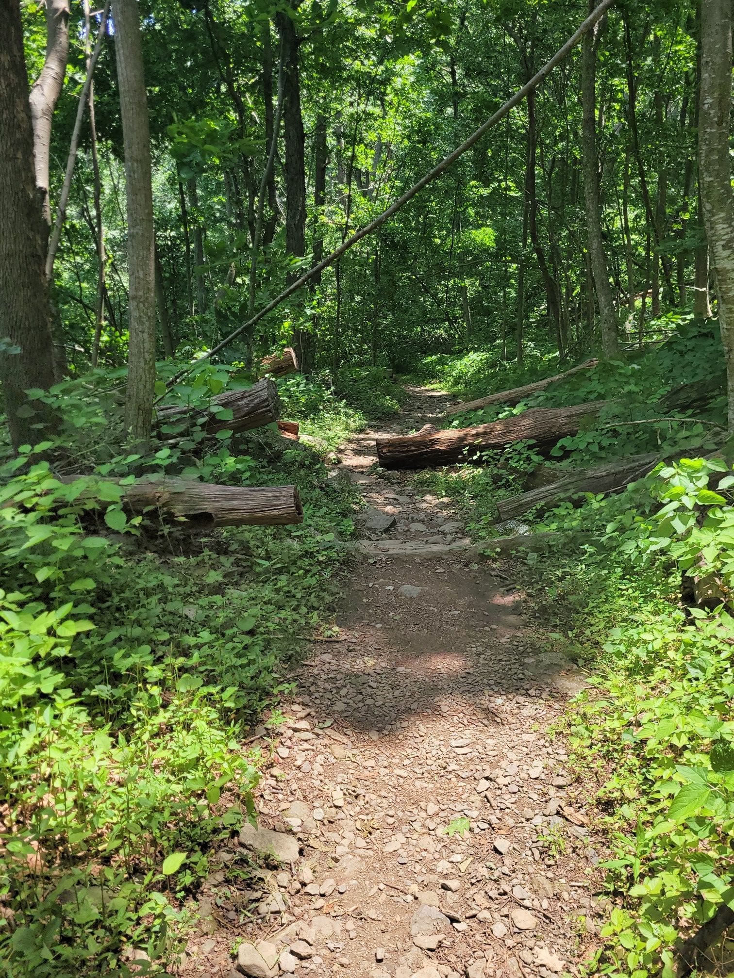Dirt path through a green forest, partially blocked by fallen tree trunks. - Humpback Rocks Loop Trail