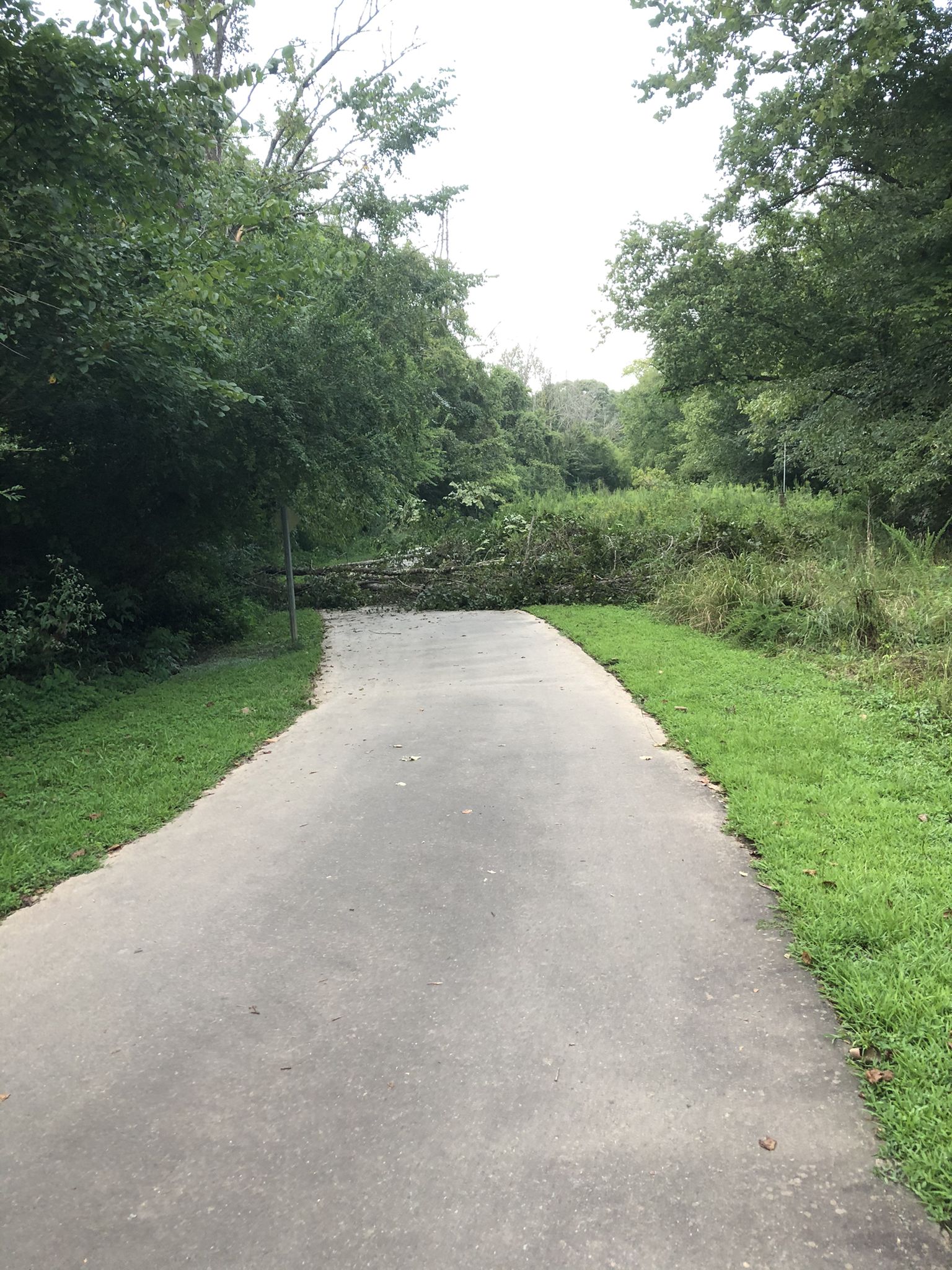 Paved path blocked by a large fallen tree under an overcast sky. - Third Fork Creek Trail