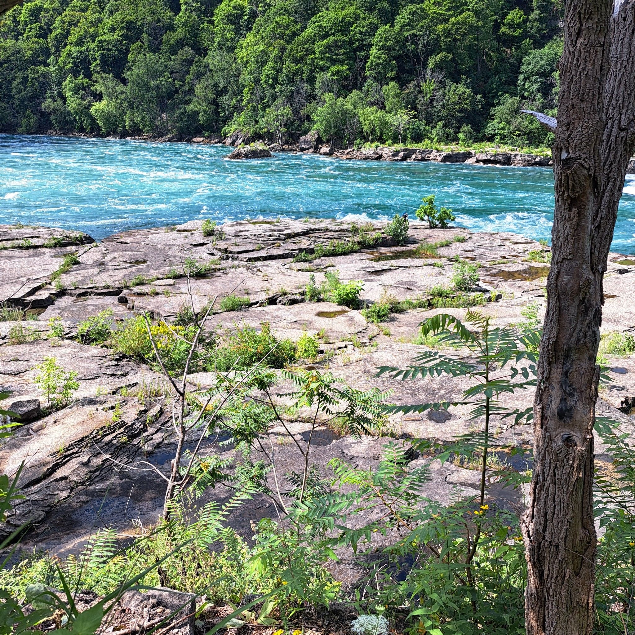 Rushing turquoise river next to flat, rocky ground with green plants and a tree. - Niagara Gorge Rim and Whirlpool Rapids Trail