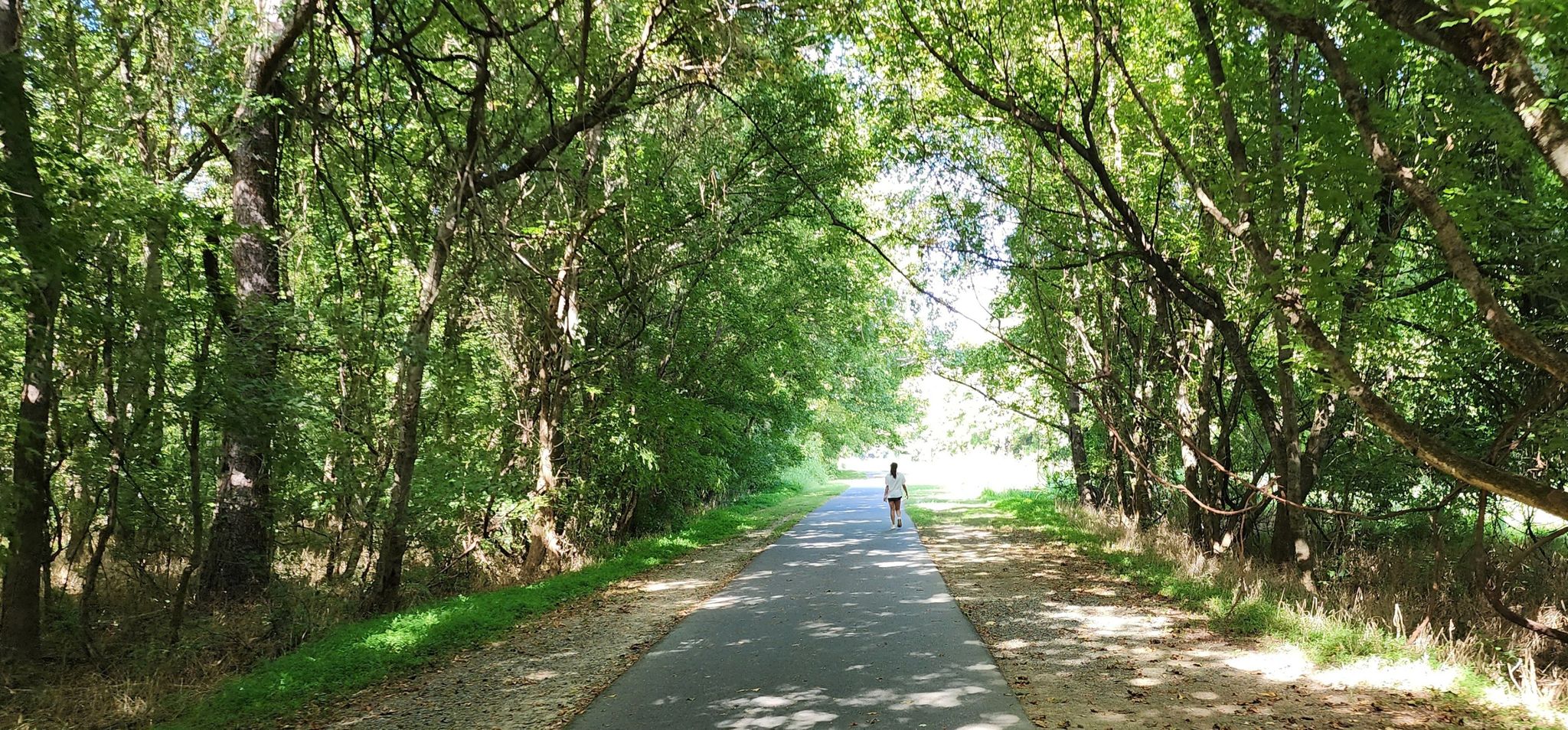 A person walks on a paved path through a dense green tree canopy. - Tree tunnel – McAlpine Creek Park loop from Charlotte Fire Department Station 29
