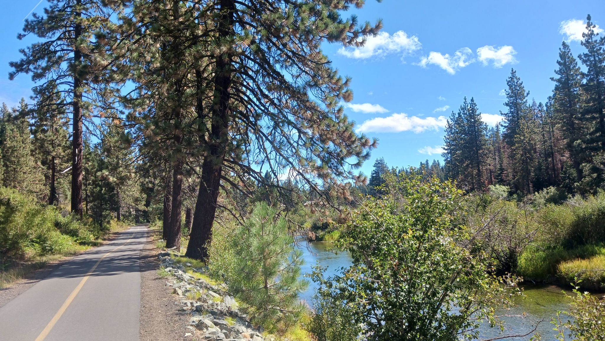 Paved path next to a calm river, surrounded by tall pine trees. - Tahoe City to Truckee gravel loop