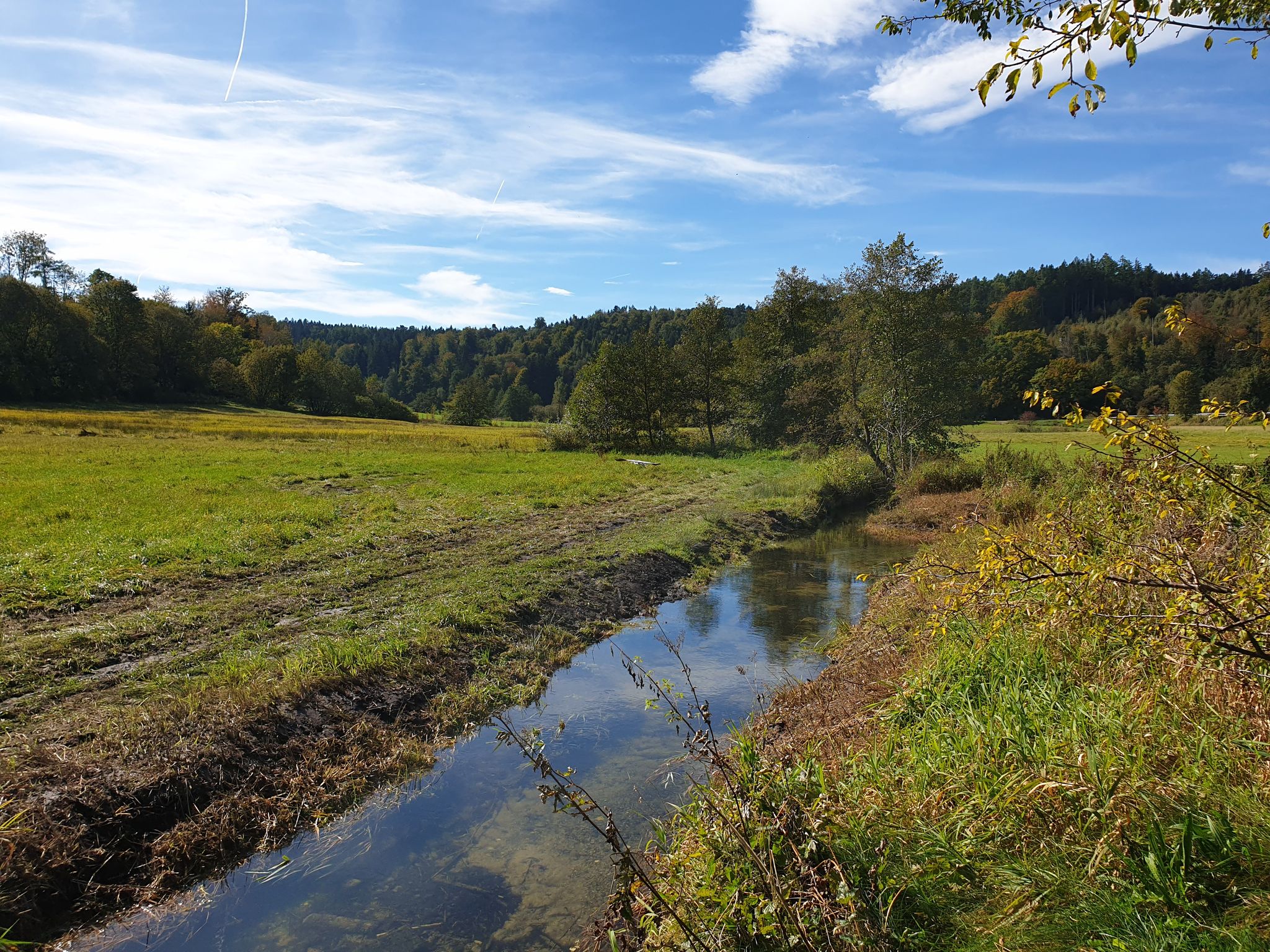 Der Graureiher fliegt davon