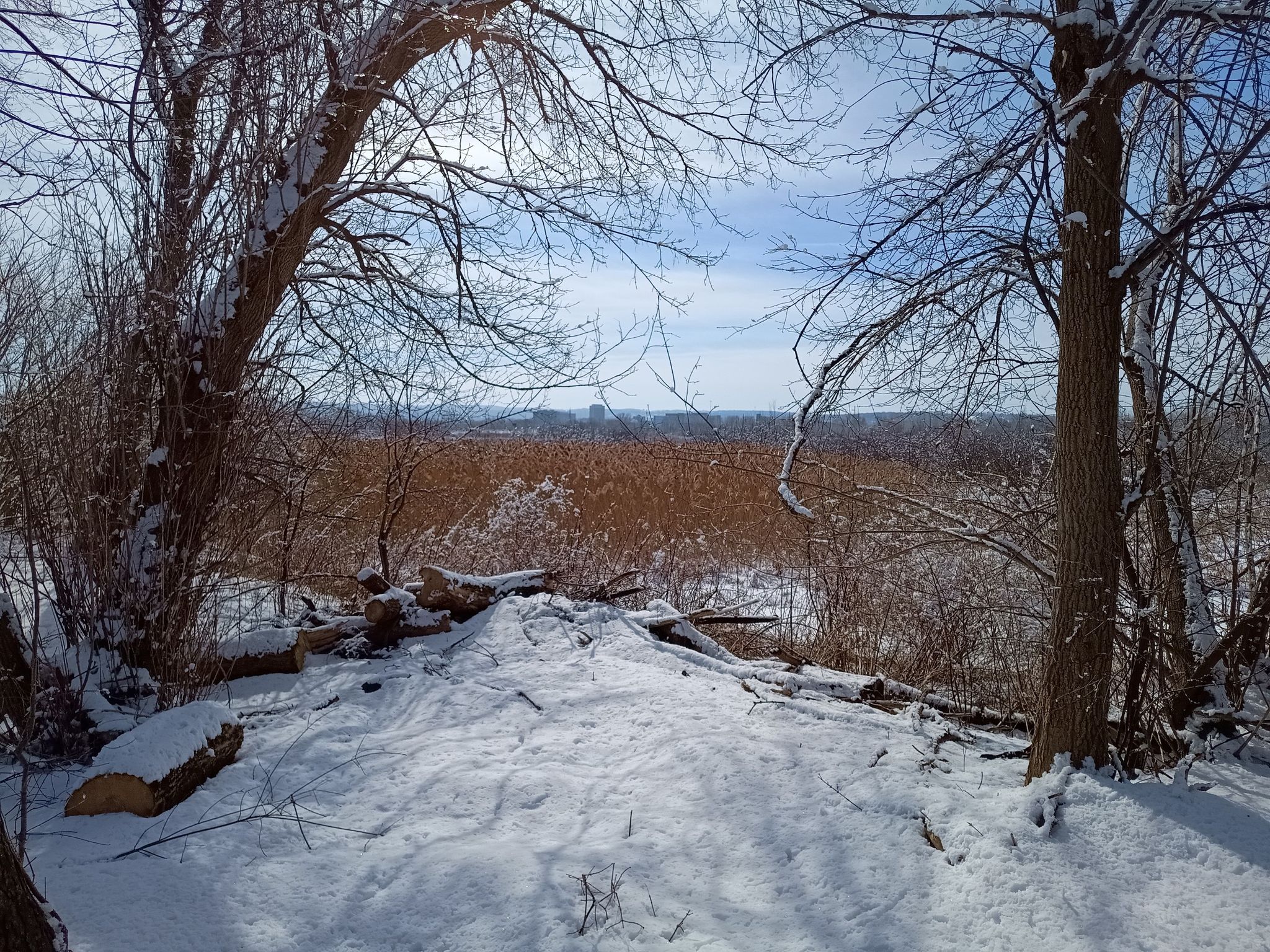 Bright winter scene with snow-covered ground, bare trees, and distant field. - Utica Marsh Loop
