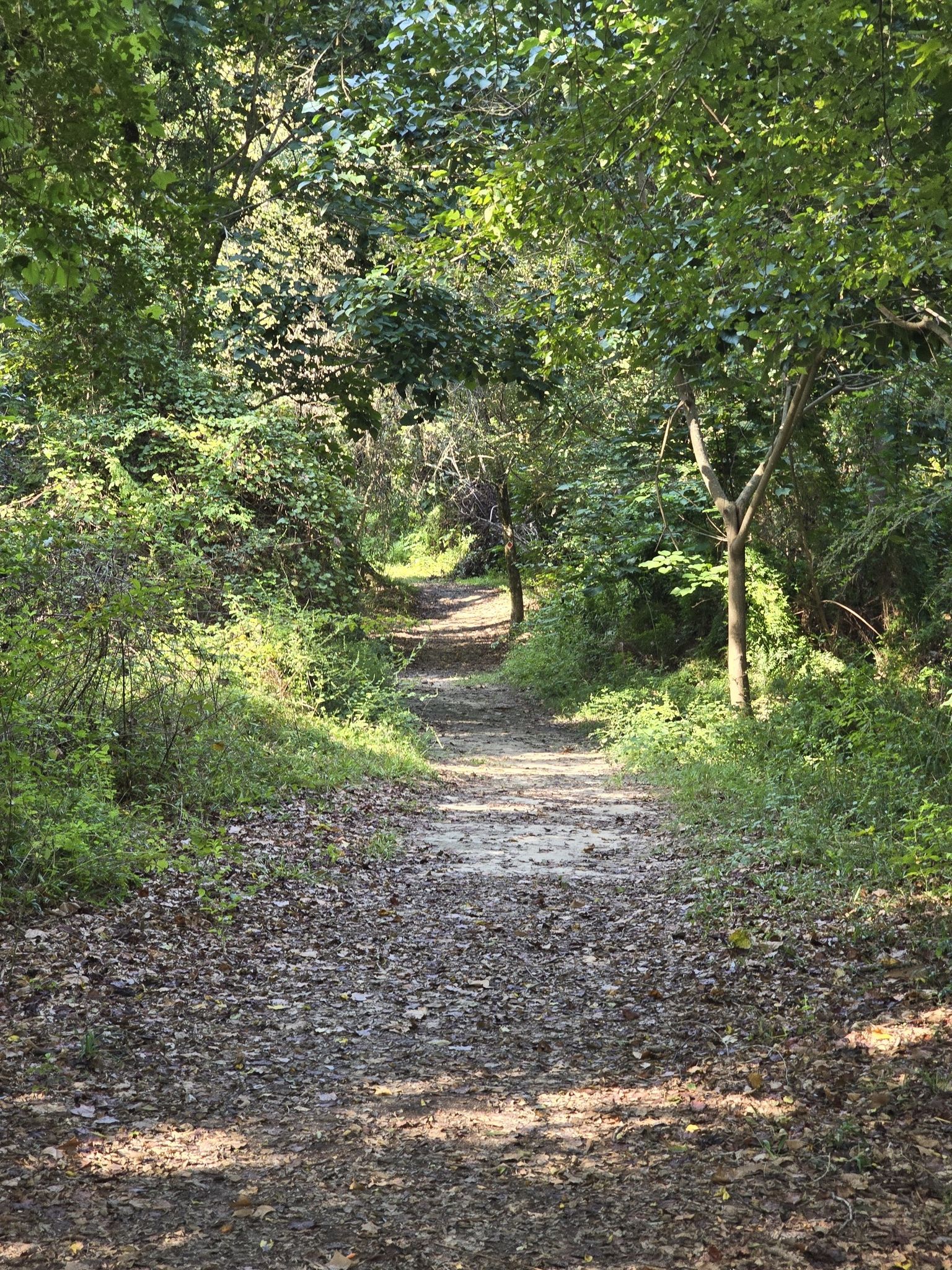 Shaded dirt path winding through a lush green forest with dappled sunlight. - Bogue Chitto River – Swamp Forest loop from Bogue Chitto State Park