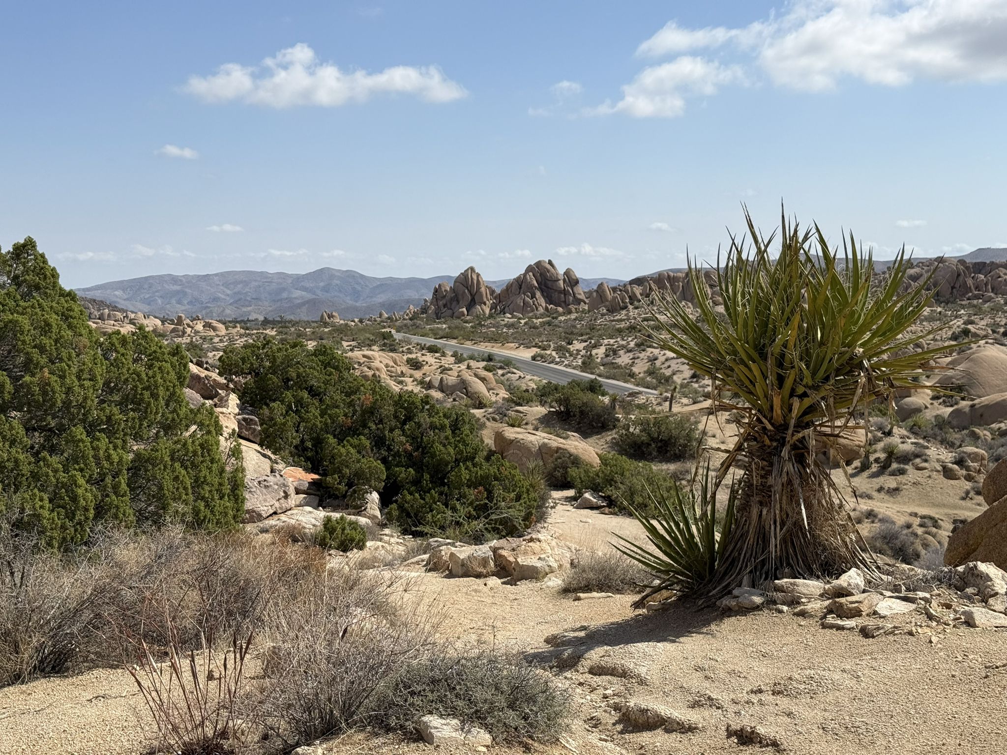 Elevated view of a desert landscape with a road, distant mountains, and yucca plants. - Bighorn Pass Road – Arch Rock loop from Abbey Rock