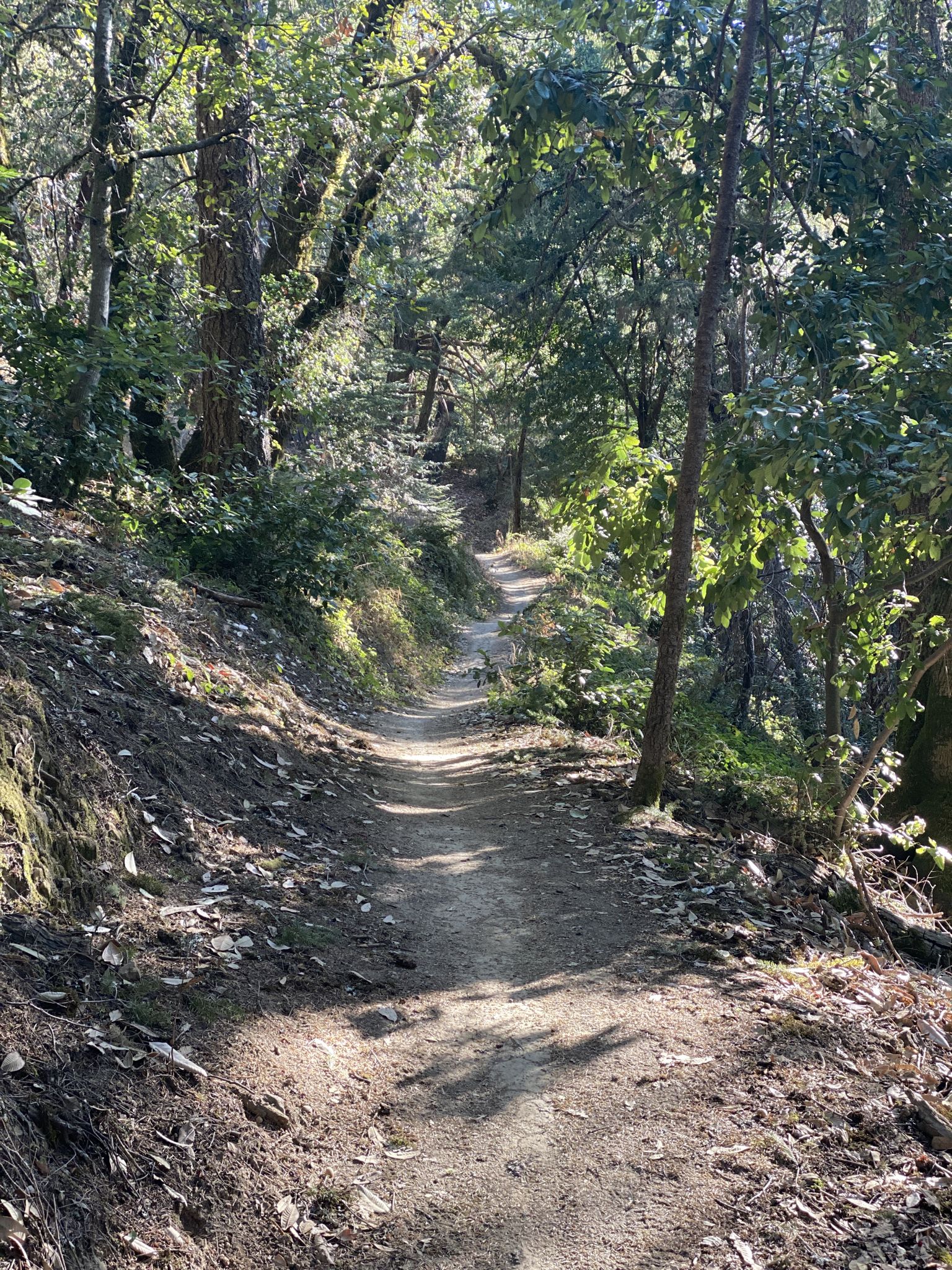 A narrow dirt path winds through a sun-dappled, green forest. - Methusela Tree loop from El Corte de Madera Creek Open Space Preserve