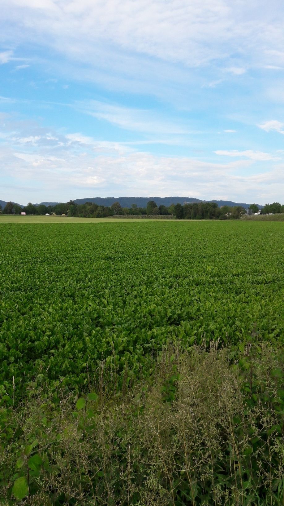 Scheuchenberg