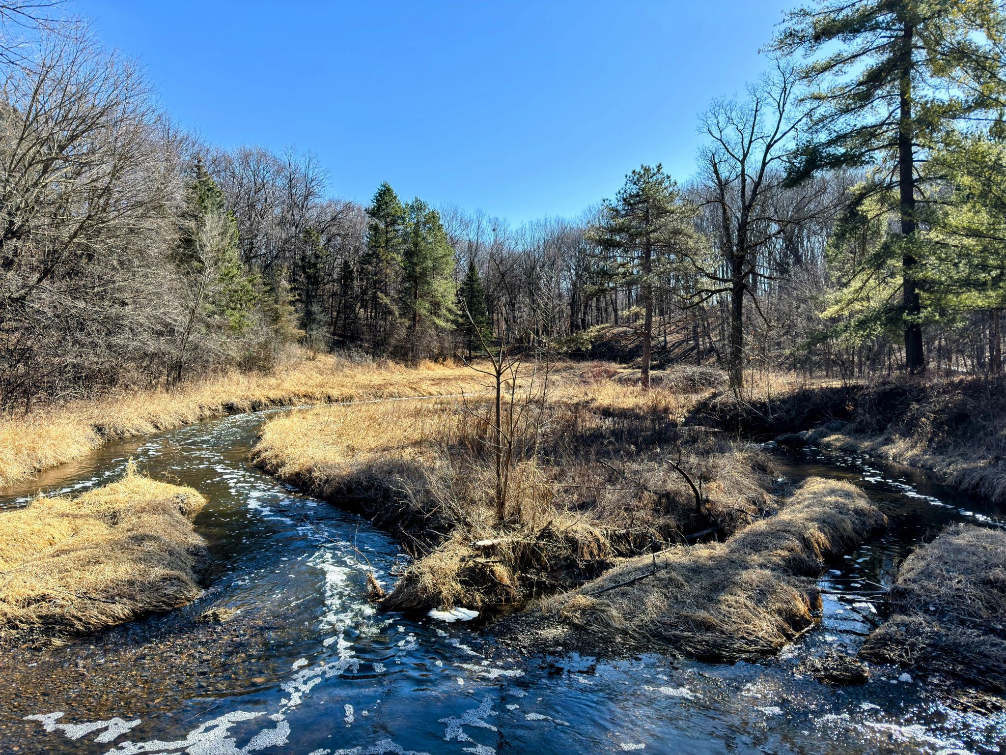 Can you believe this is right in the center of suburban Bloomington?