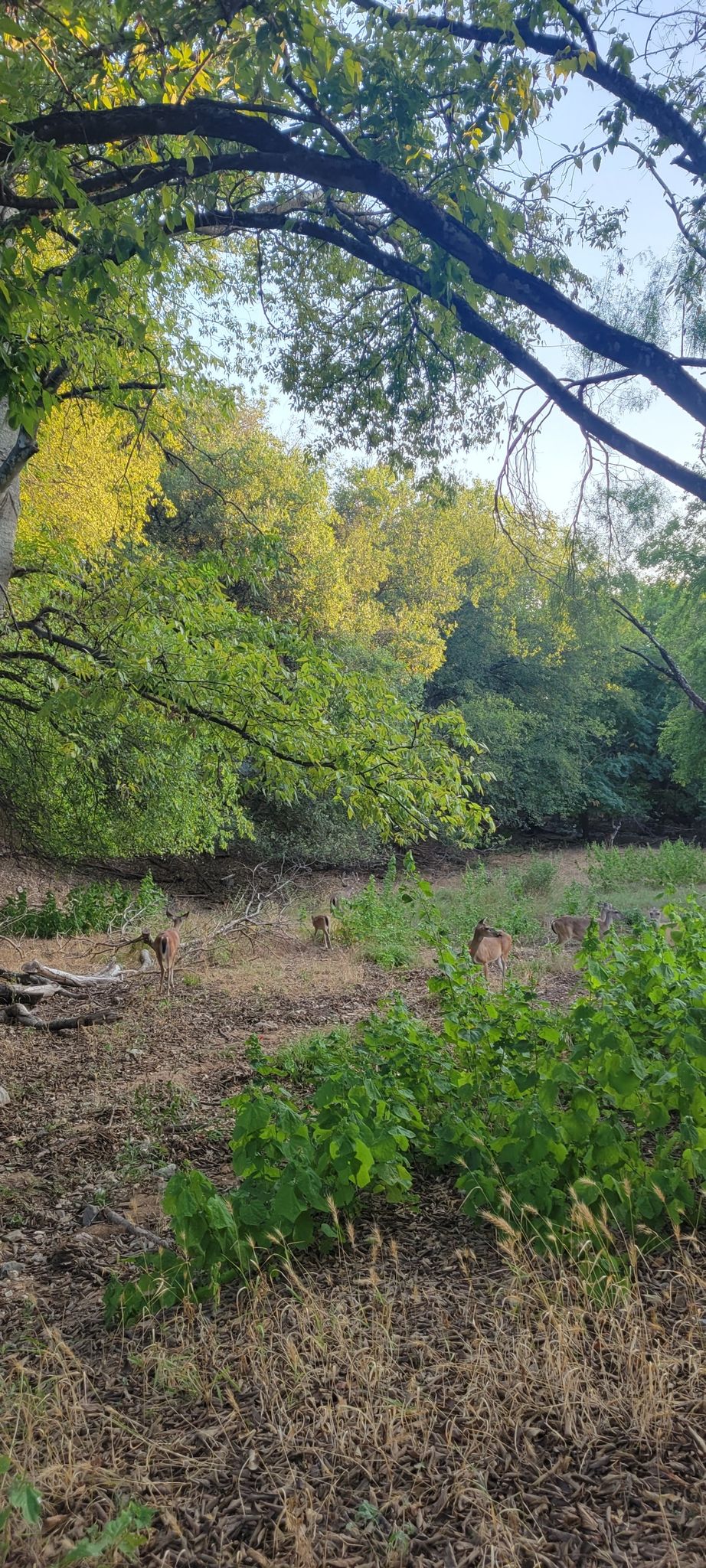 Several deer graze in a sun-dappled forest clearing with lush trees. - O.P. Schnabel Park – Pumptrack loop from Marshall High School