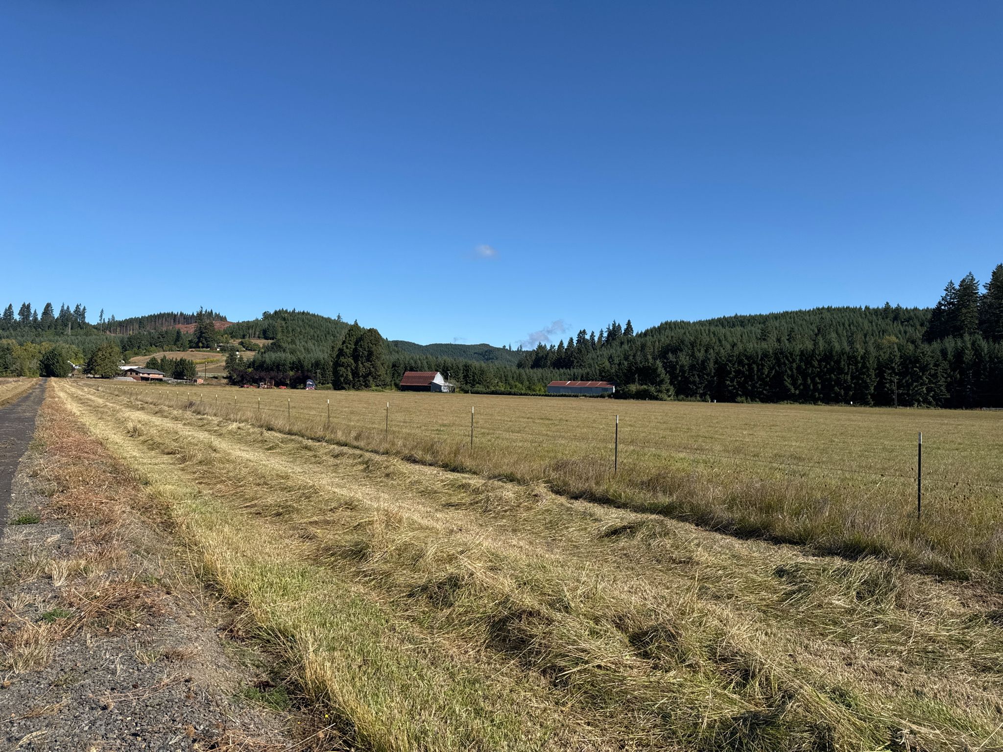 Golden fields stretch towards distant green hills under a clear blue sky. - L.L. Stub Stewart State Park – Banks-Vernonia State Trail loop from L.L. Stub Stewart State Park