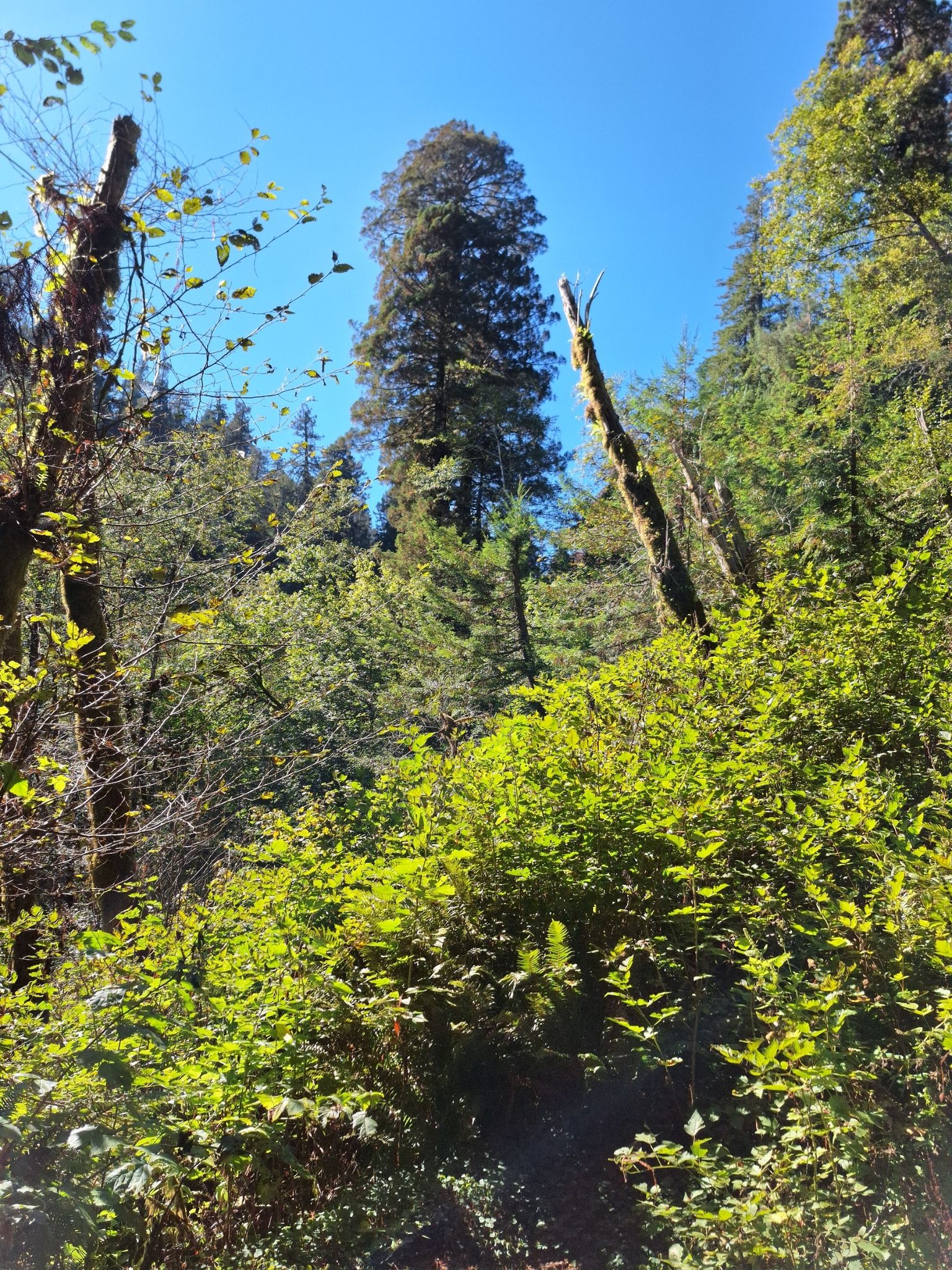 Towering evergreen trees stand tall amidst bright green forest undergrowth. - Orick Horse Trails to Elam Camp