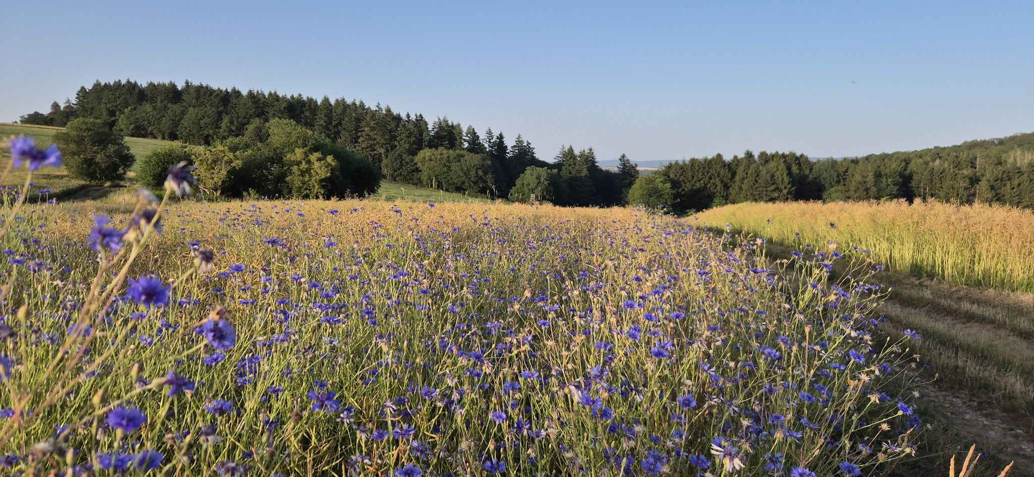und schöne Kornblumen