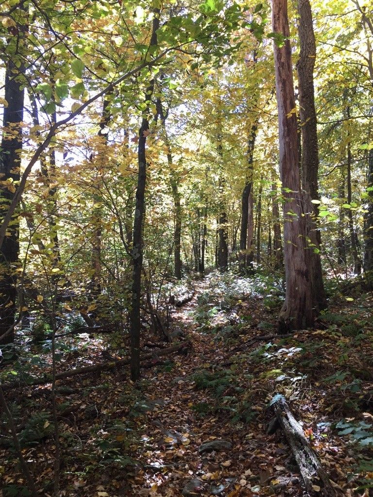 Dappled sunlight illuminates a leaf-covered forest floor with a faint path. - Allegheny Front Trail