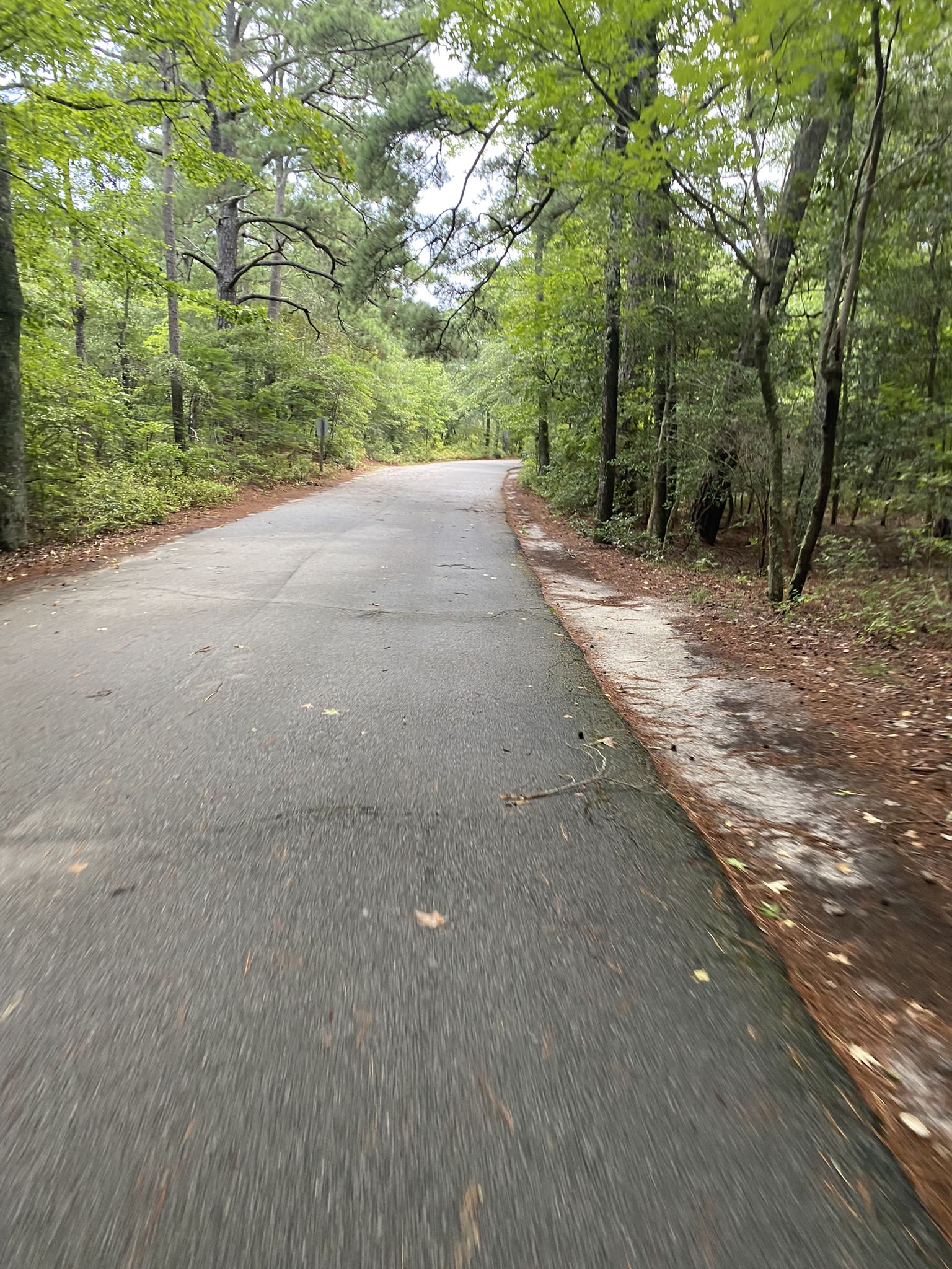 Paved road winding through a dense green forest on an overcast day. - First Landing State Park – Fishing Pier loop from Virginia Beach