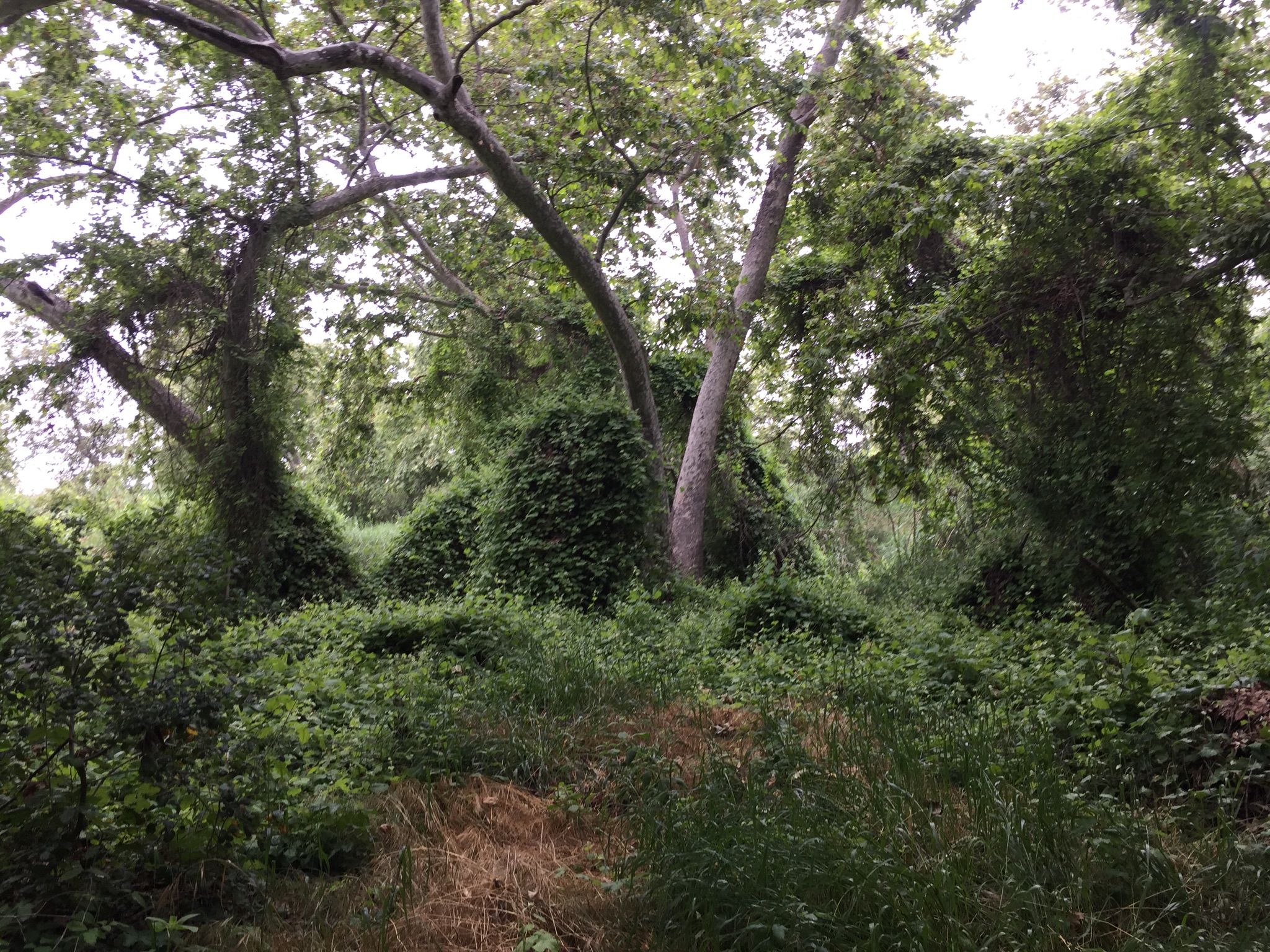 Dense forest with trees and bushes heavily covered in green vines. - Trabuco Creek – O'Neill Regional Park loop from Rancho Santa Margarita