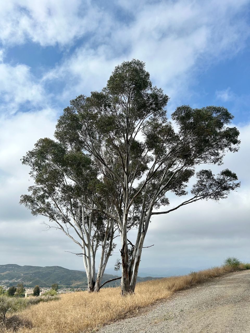 Two tall trees with light bark stand beside a dirt path on a hill. - Central Park loop — Santa Clarita, California