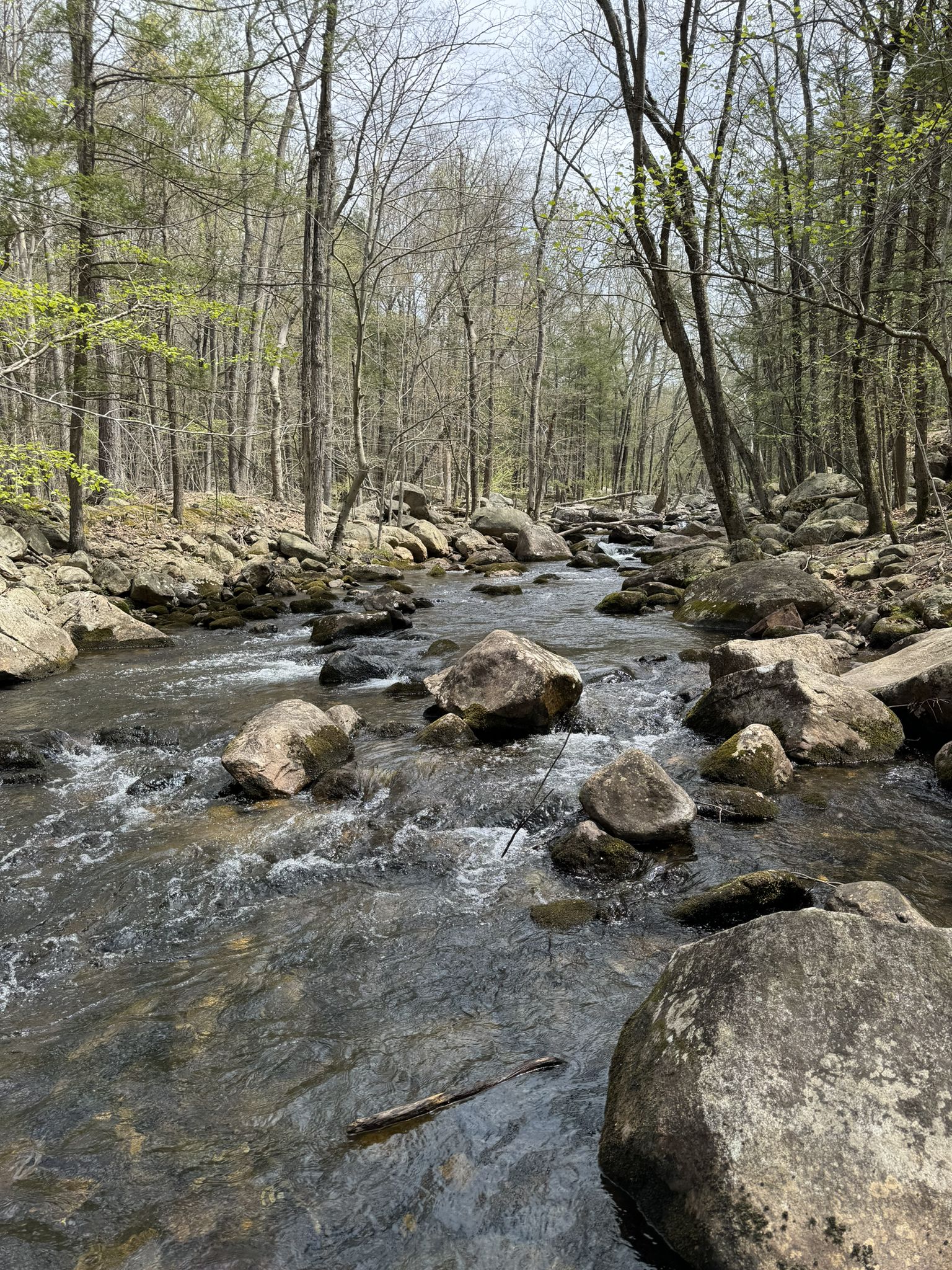 Rocky stream flows through a forest with bare trees under overcast sky. - Reeves Brook Loop Trail