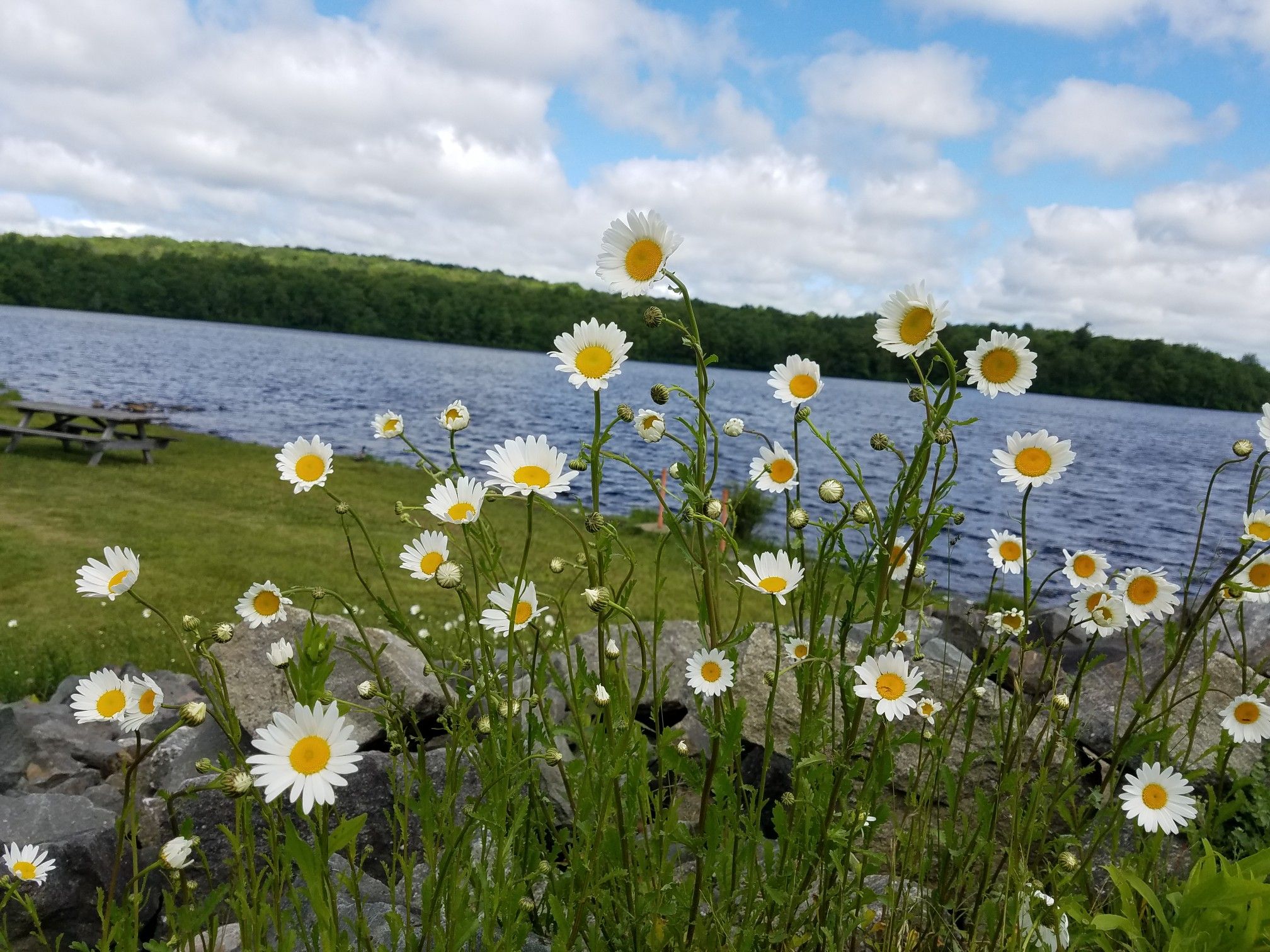 White daisies in the foreground with a lake and picnic table behind. - Tobyhanna Lake – Tobyhanna Lake loop from Mount Pocono