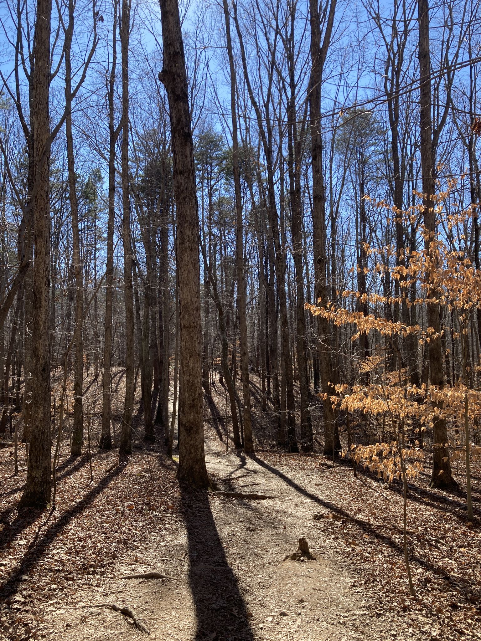 Sunny dirt path through a forest with tall, bare trees and long shadows. - Rocktop and Backside Loop