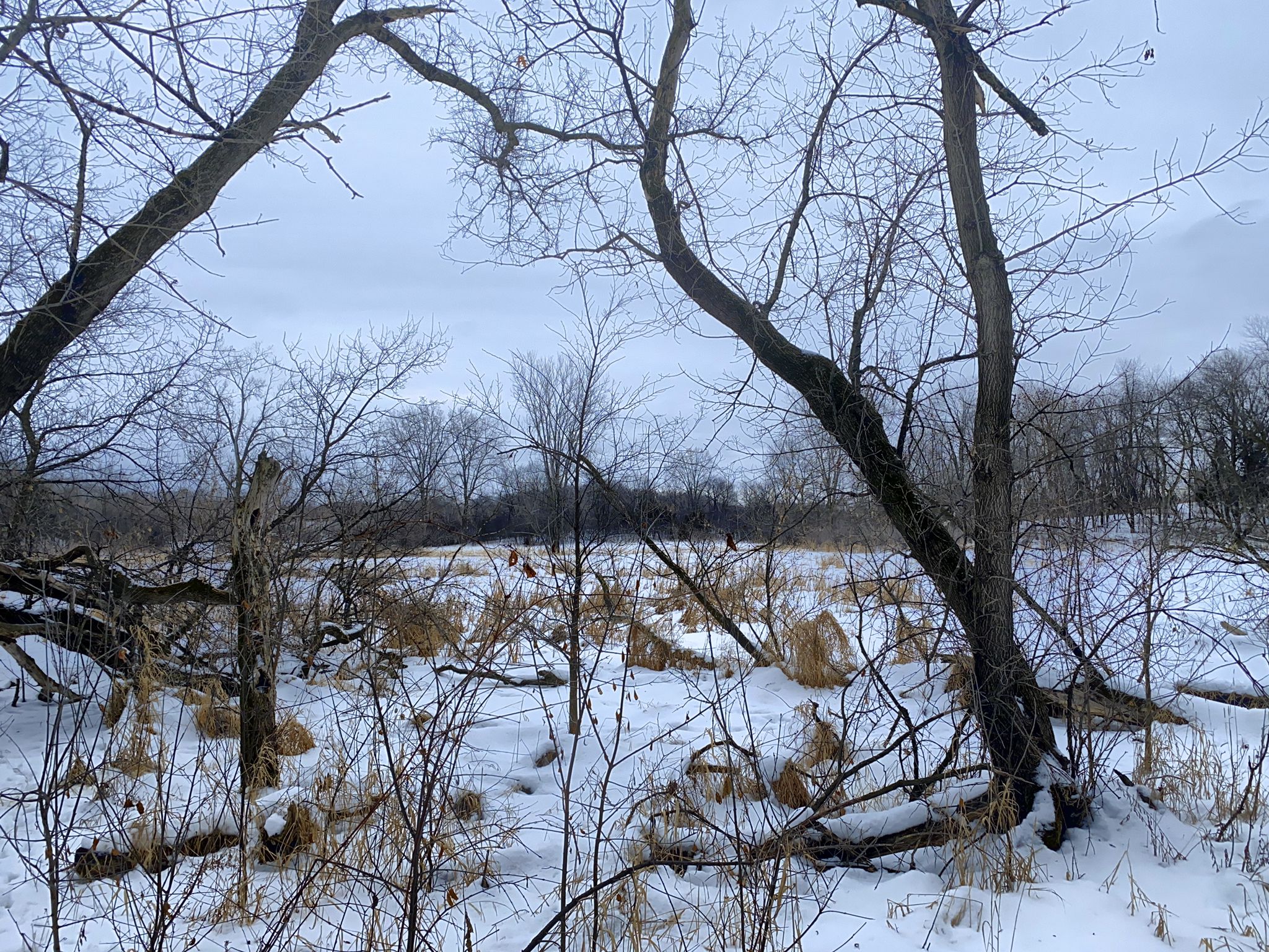 Overcast winter scene with bare trees and snow covering a marshy area. - Maple Grove Forest Preservation Area B Short Loop